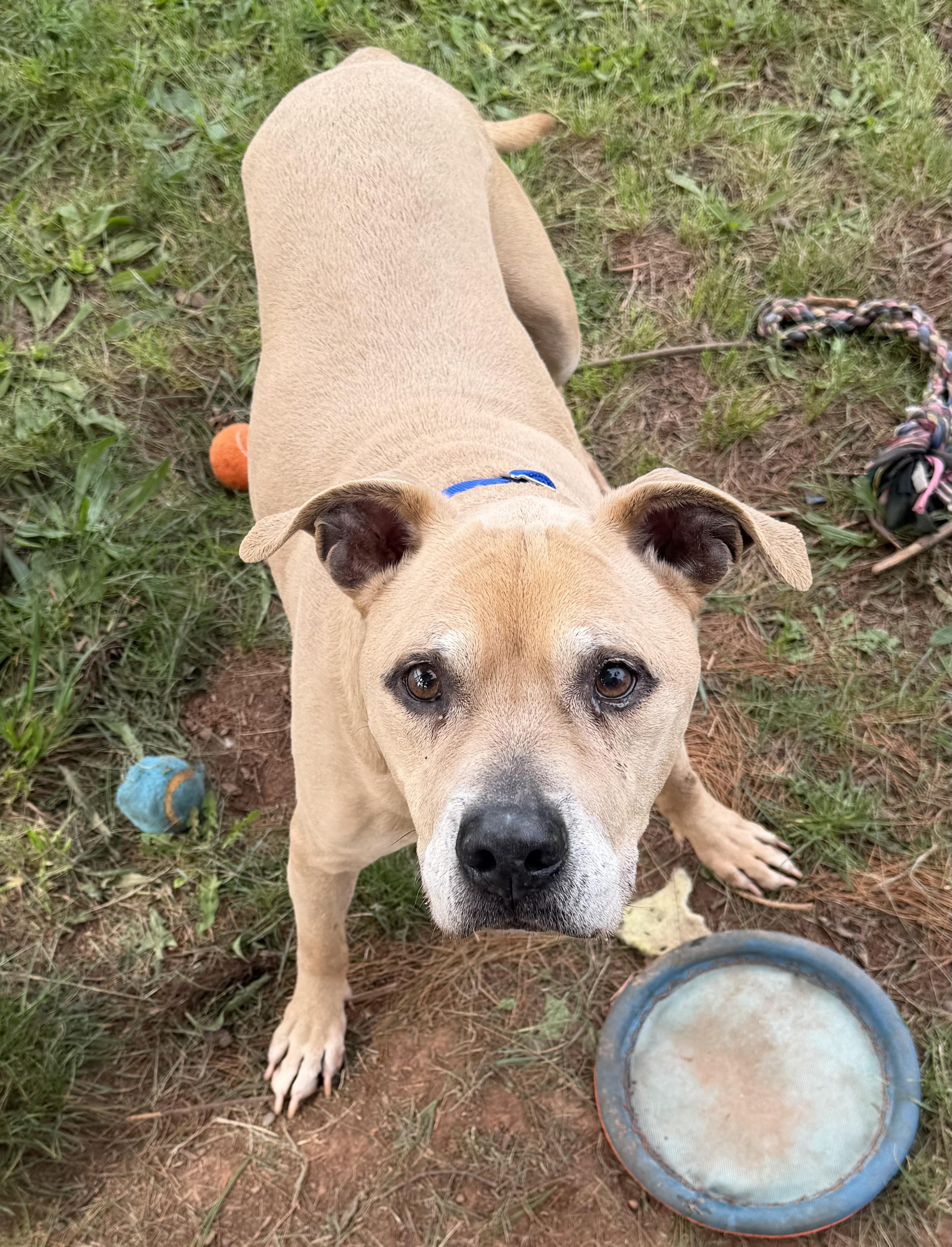 Titus, Adoptable, Senior Male Pit Bull Terrier.