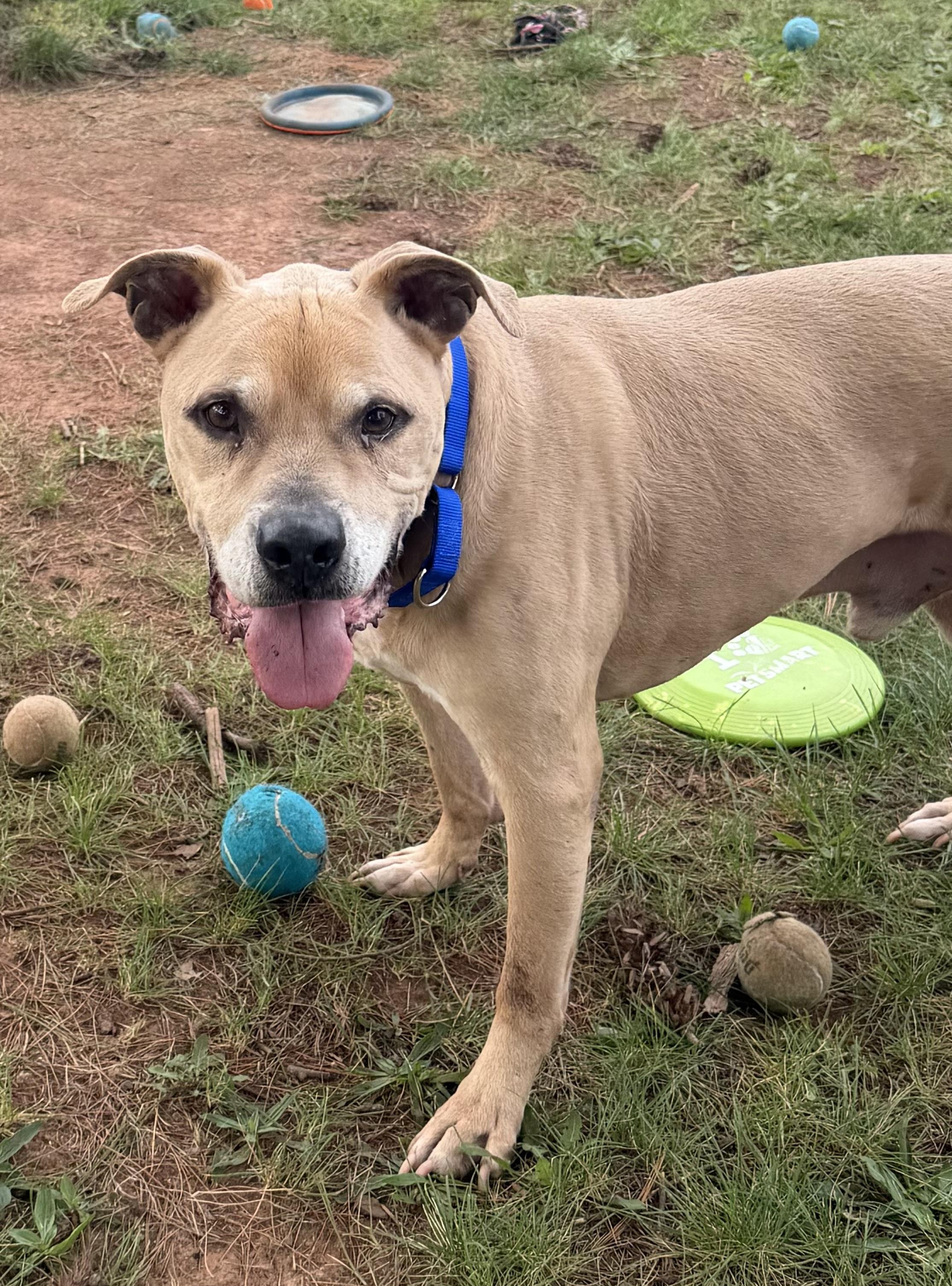 Enlarge Titus, a Adoptable Pit Bull Terrier in Somerset, NJ image 2/5