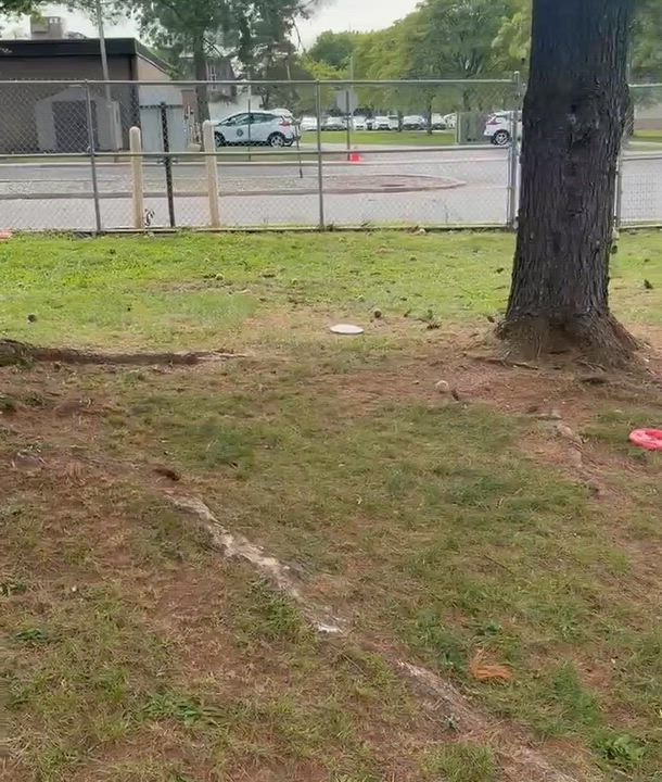Enlarge Titus, a Adoptable Pit Bull Terrier in Somerset, NJ video 5/5