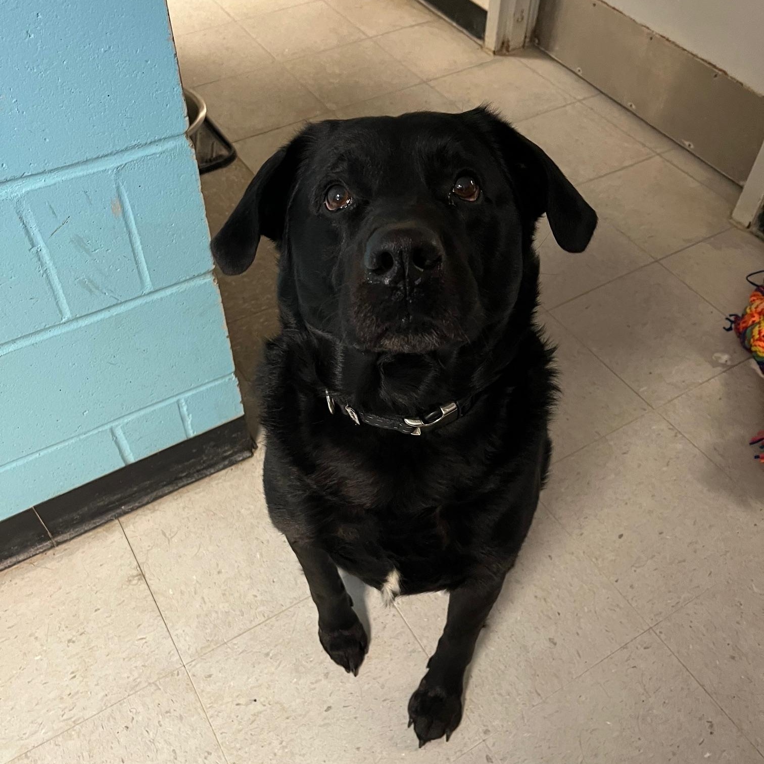 Enlarge Bandit, a ADOPTABLE Labrador Retriever in St Thomas, ON image 1/3