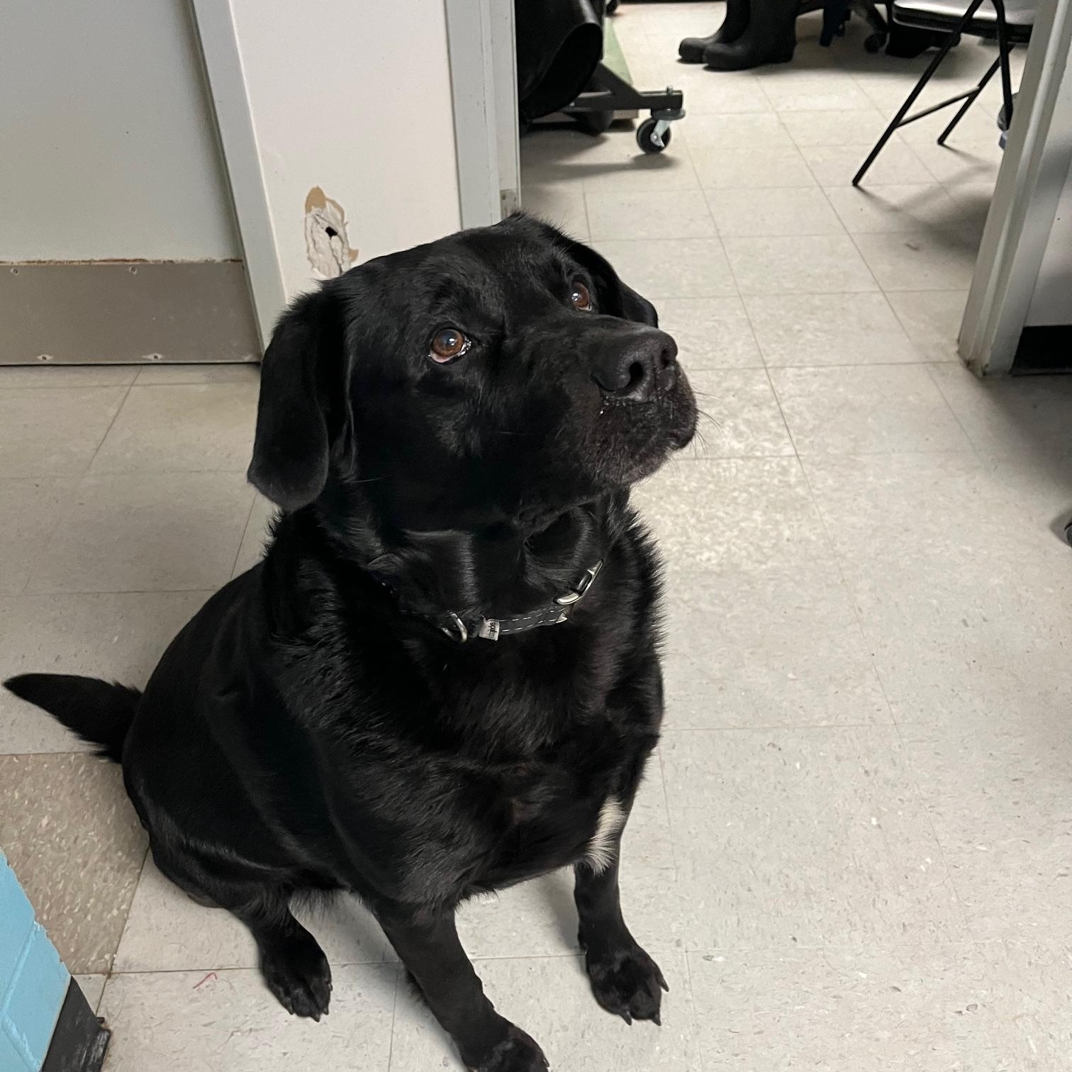 Enlarge Bandit, a ADOPTABLE Labrador Retriever in St Thomas, ON image 2/3