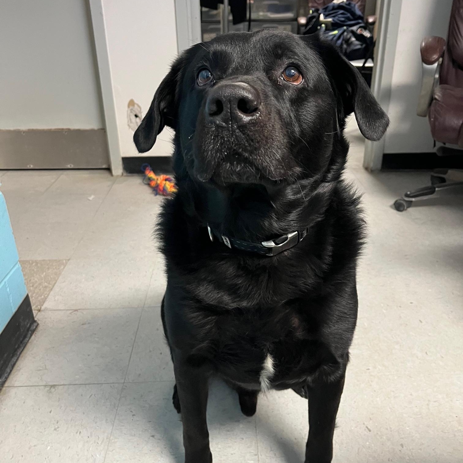 Enlarge Bandit, a ADOPTABLE Labrador Retriever in St Thomas, ON image 3/3