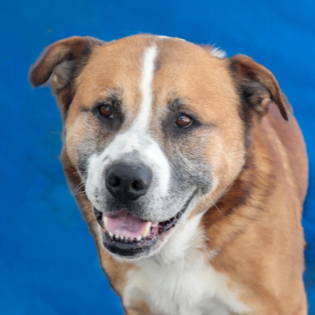 BEAR, Adoptable, Senior Male Saint Bernard & Akita.