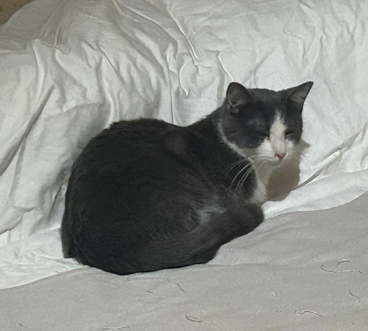 Biff Obispo Bonded Sabine Obispo, Adoptable, Adult Male Domestic Short Hair.