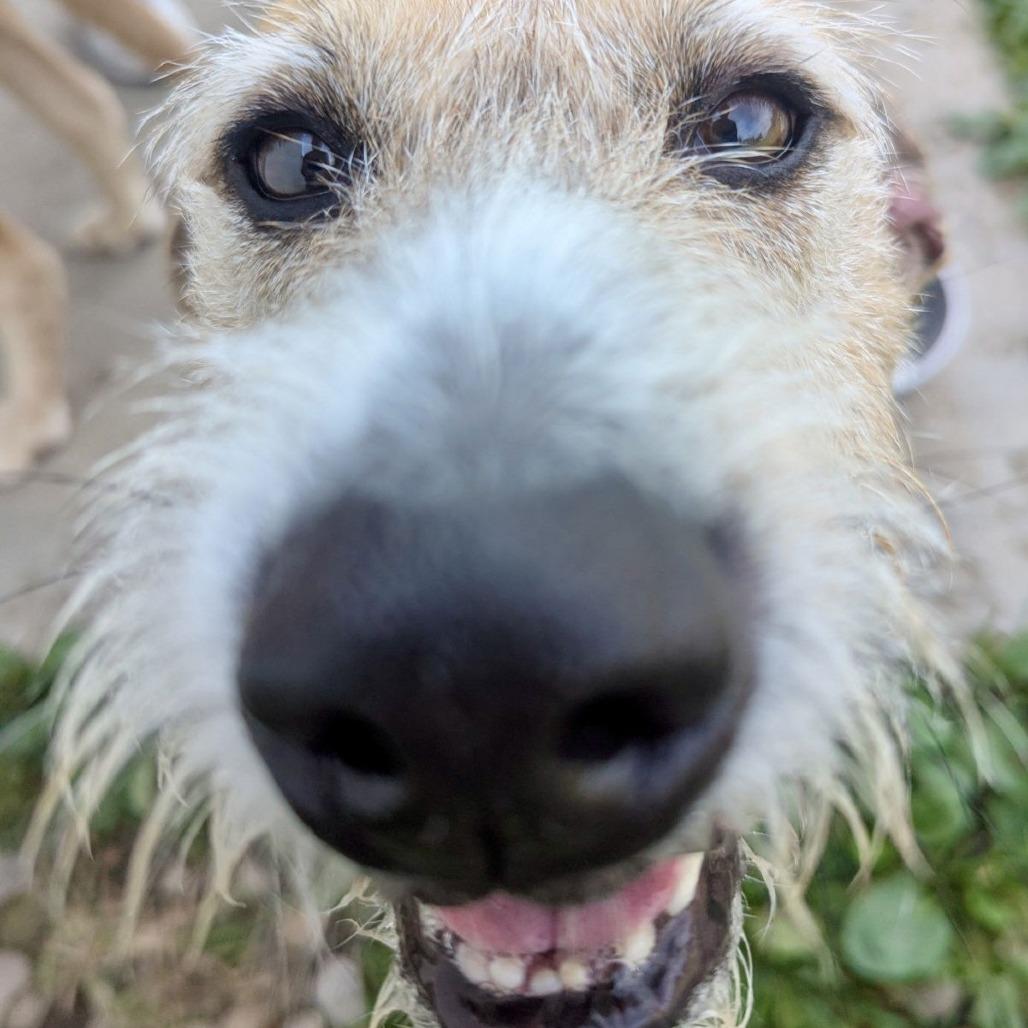Daisy, a Adoptable Hound in Pittsburgh, PA image 2/5
