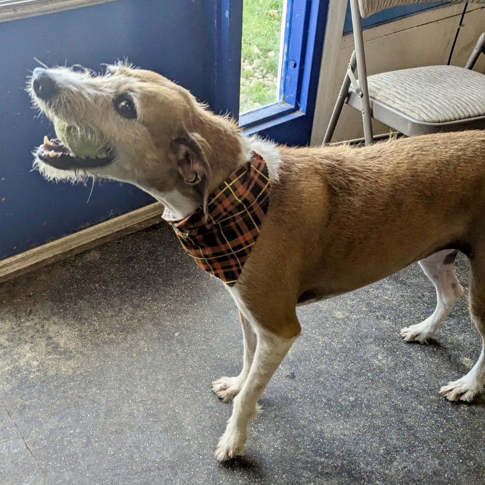 Daisy, a Adoptable Hound in Pittsburgh, PA image 5/5