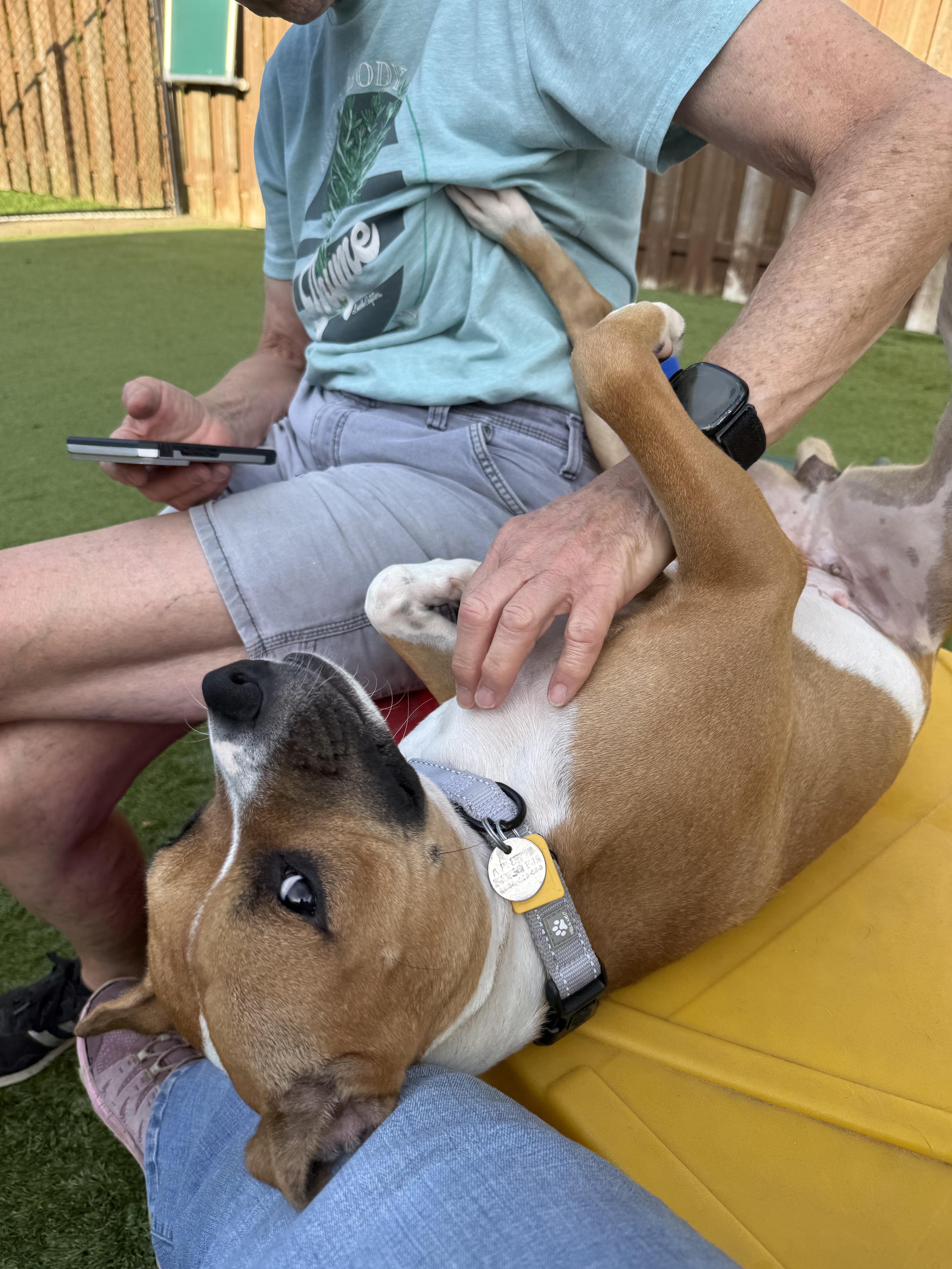 Enlarge Ginger Snaps, a Adoptable mixed breed in Cleveland, OH image 4/4