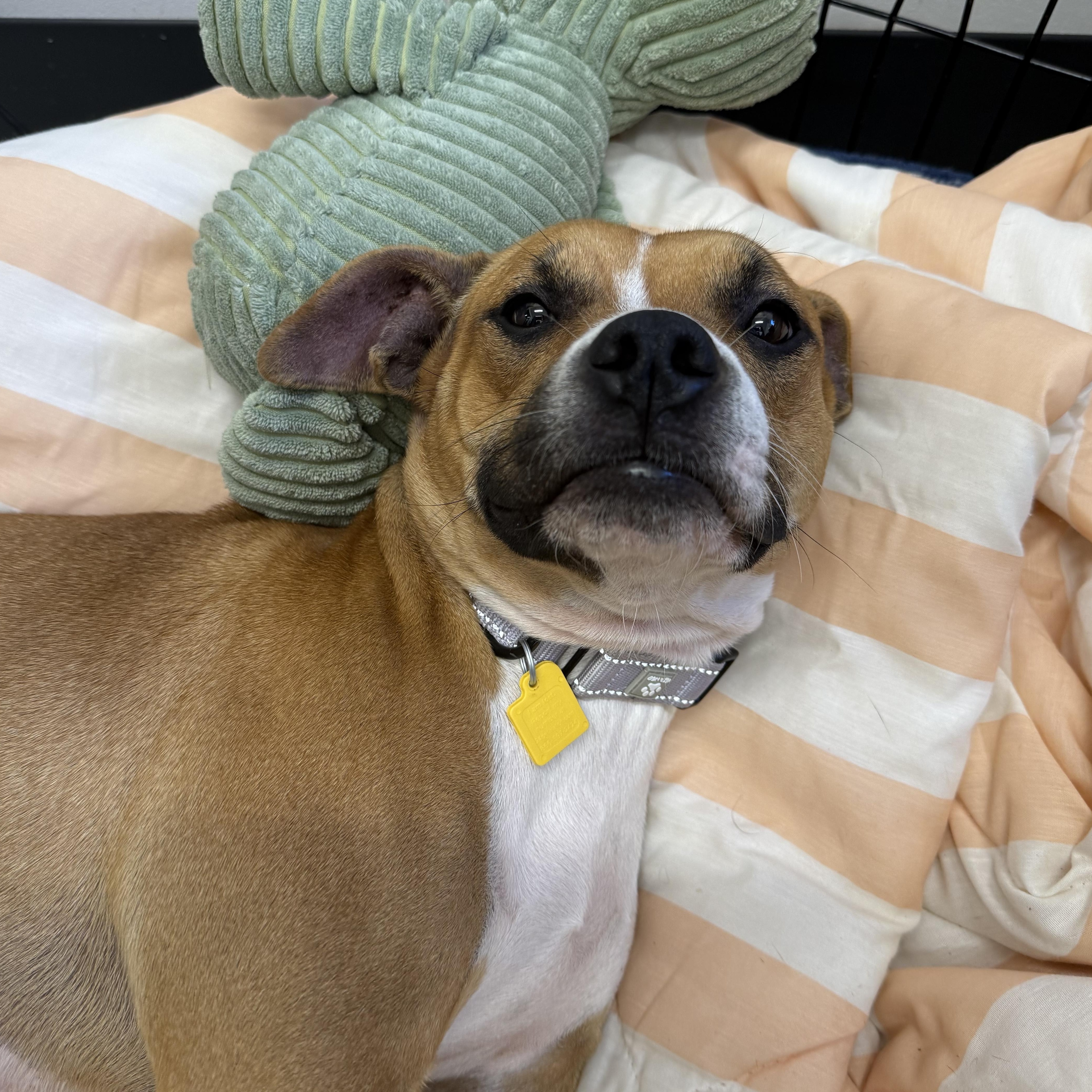 Enlarge Ginger Snaps, a Adoptable mixed breed in Cleveland, OH image 2/4