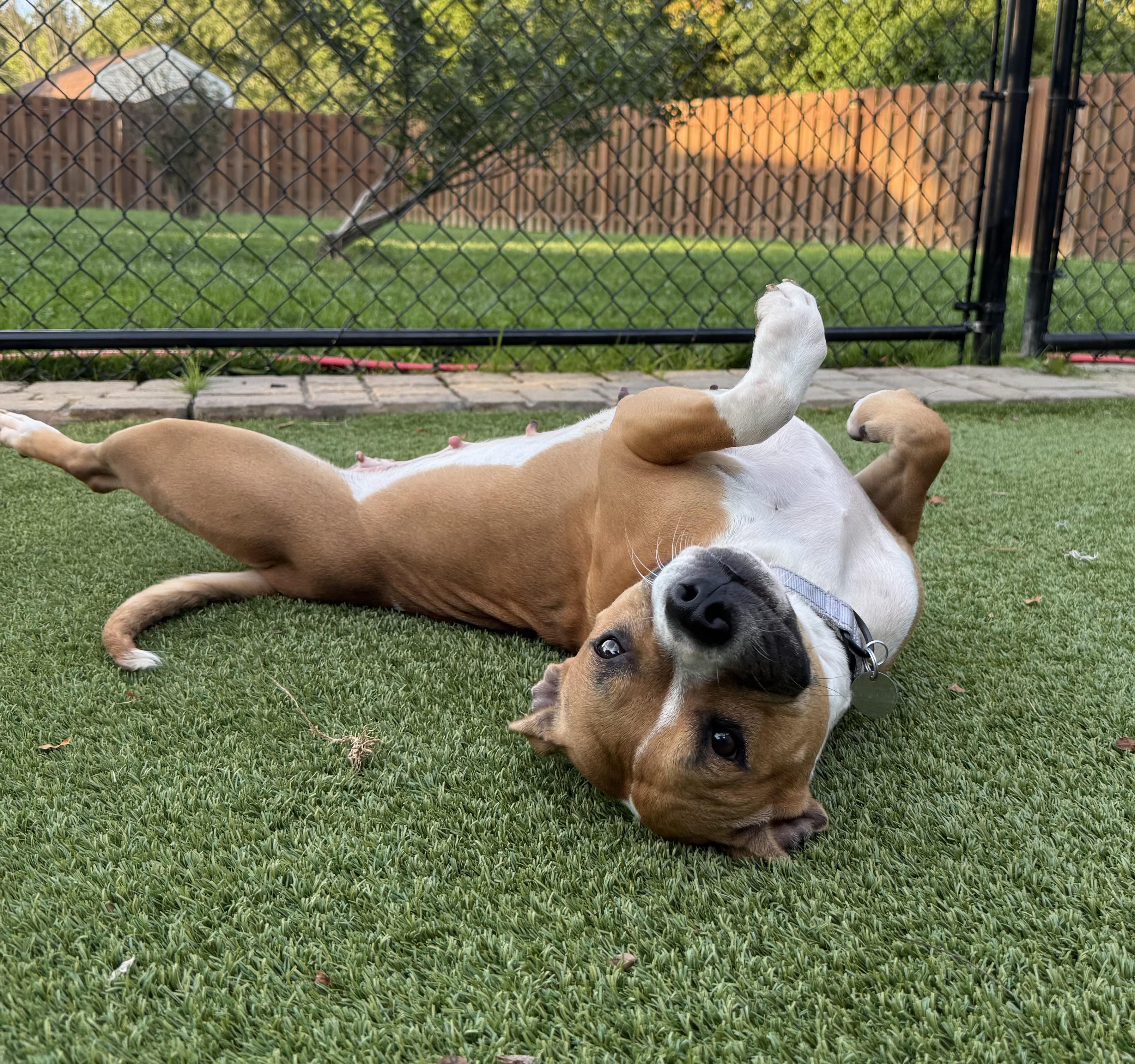 Enlarge Ginger Snaps, a Adoptable mixed breed in Cleveland, OH image 5/6