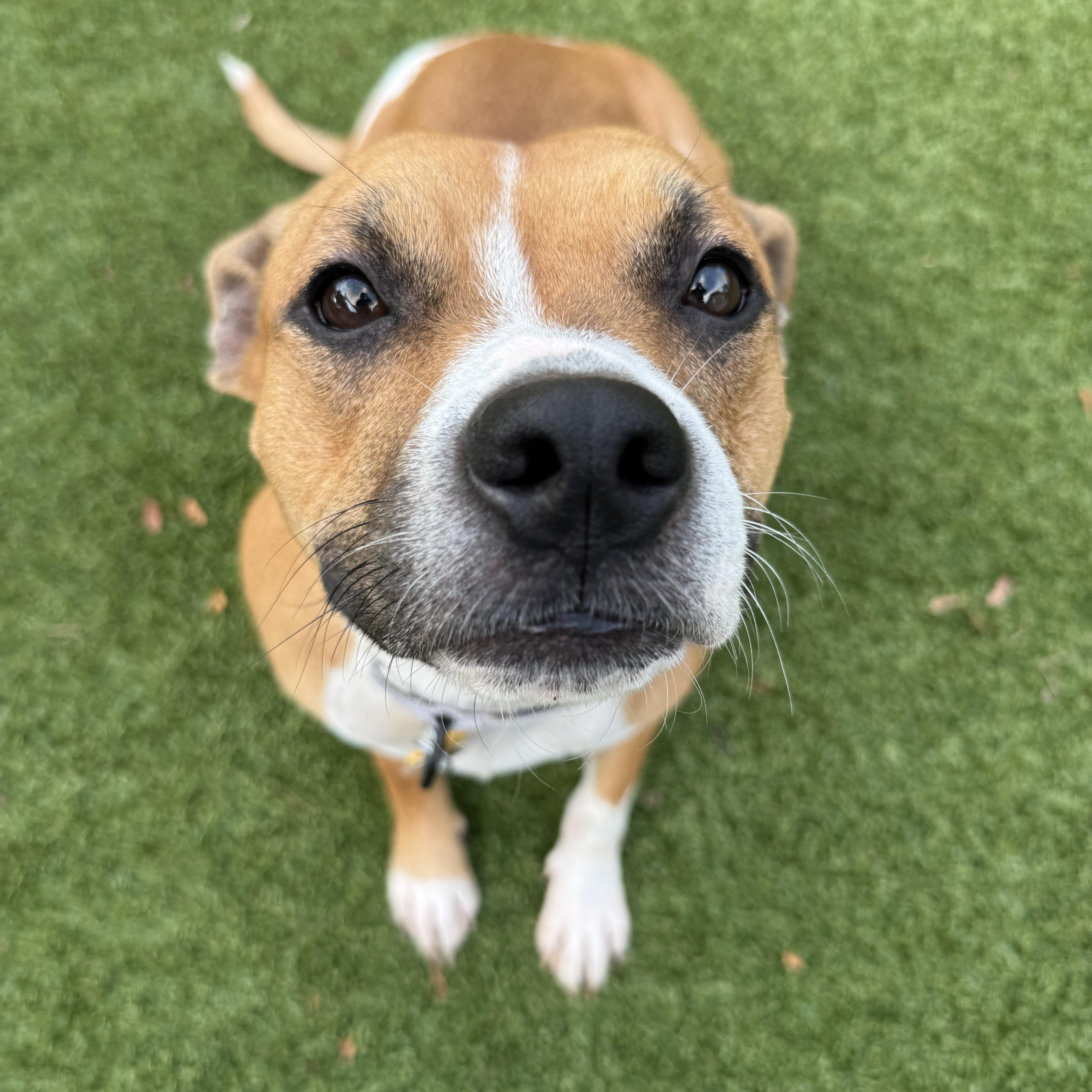 Enlarge Ginger Snaps, a Adoptable mixed breed in Cleveland, OH image 1/6