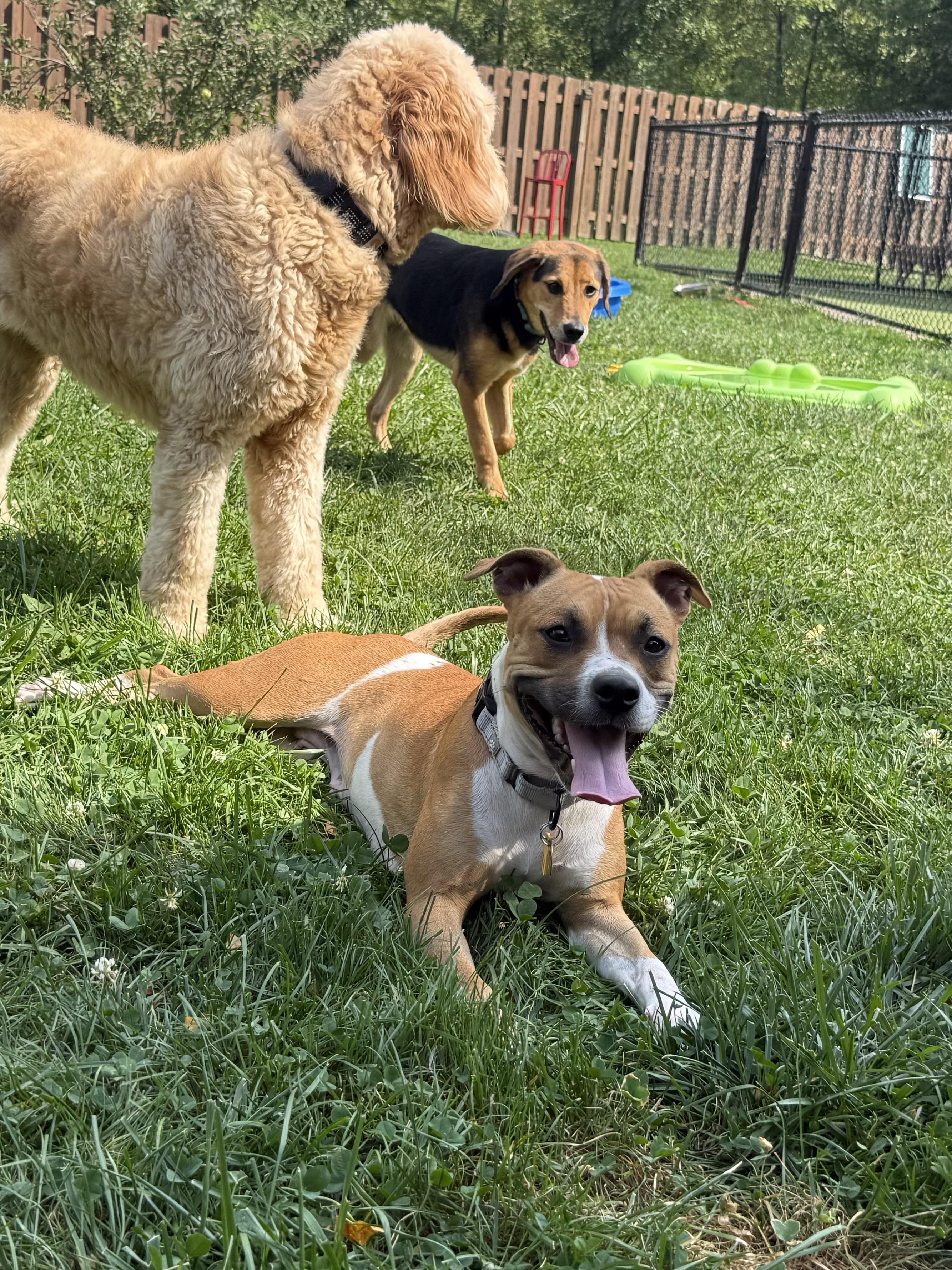 Enlarge Ginger Snaps, a Adoptable mixed breed in Cleveland, OH image 6/6
