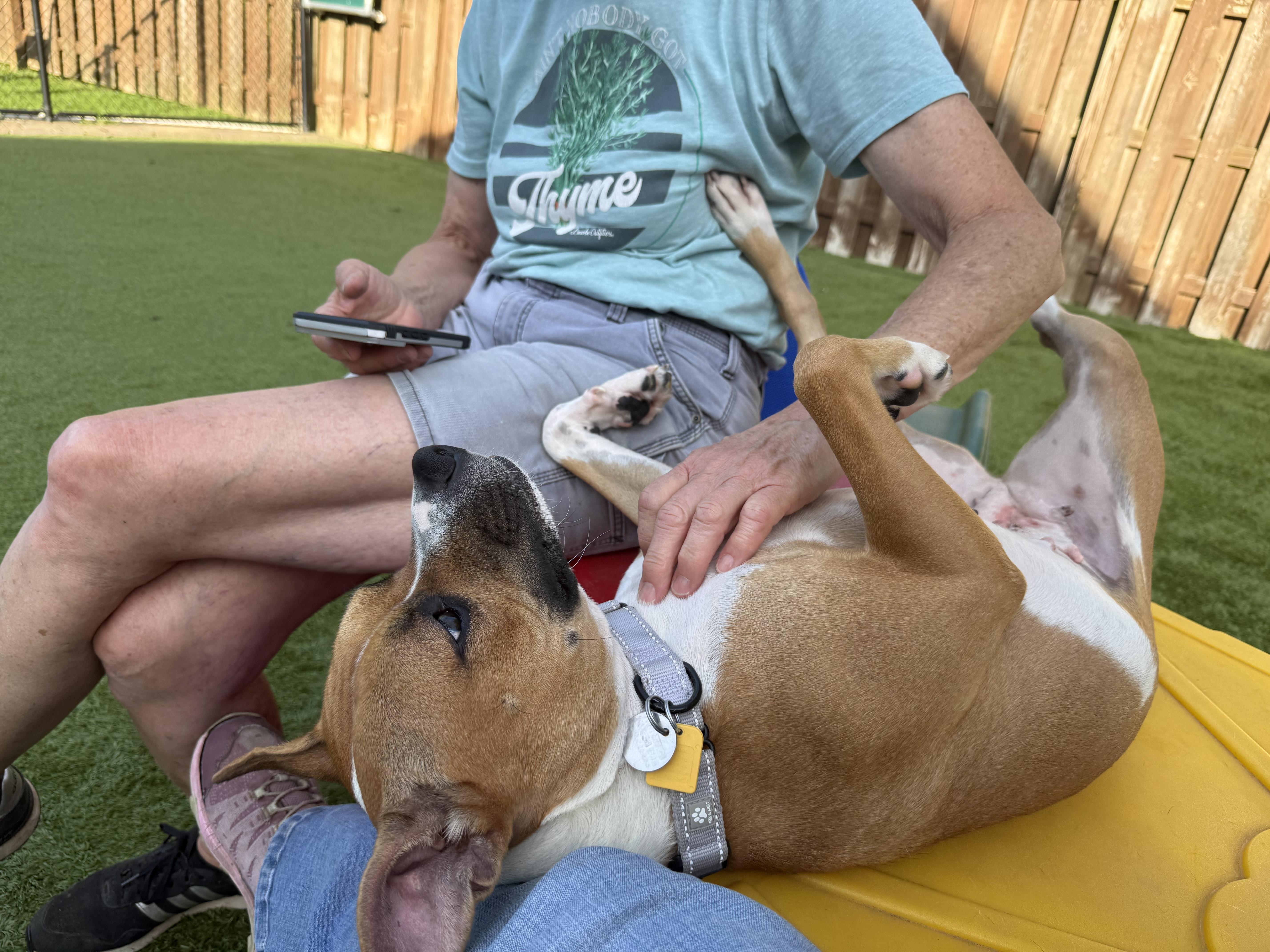 Enlarge Ginger Snaps, a Adoptable mixed breed in Cleveland, OH image 3/4
