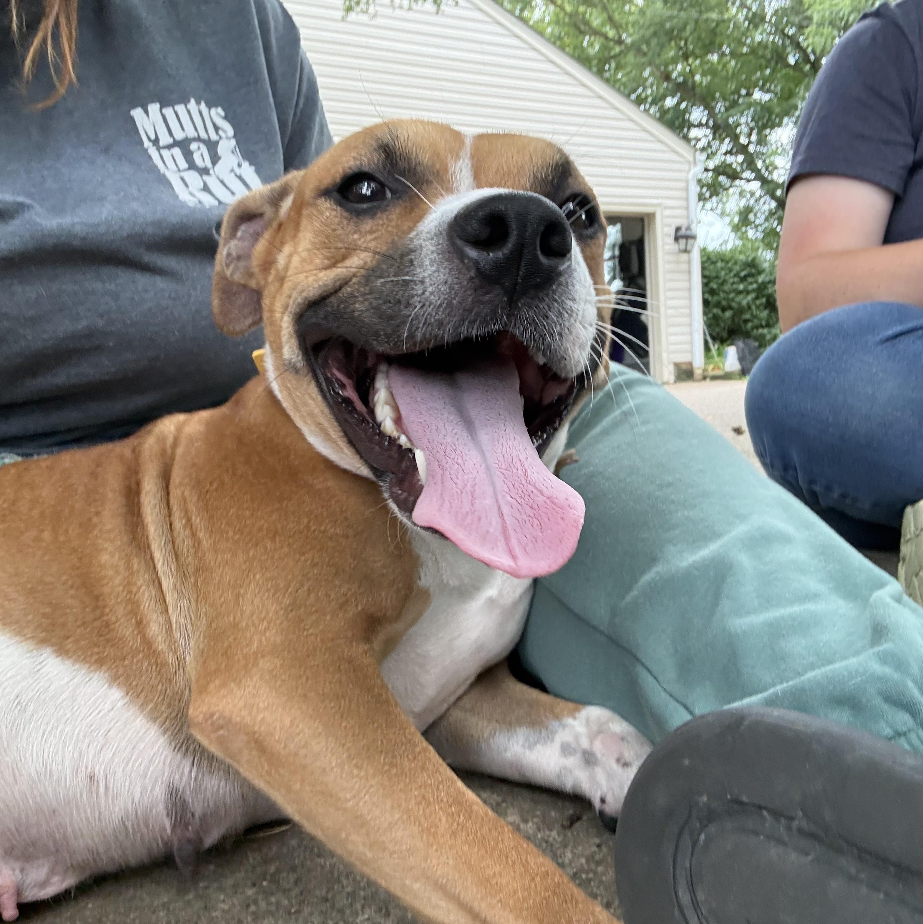 Ginger Snaps, Adoptable, Young Female Pit Bull Terrier.