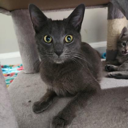 Greta, Adoptable, Adult Female Domestic Short Hair.
