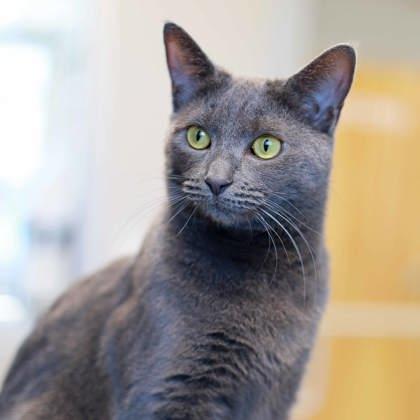 Enlarge Greta, a Adoptable mixed breed in Atlanta, GA image 2/3