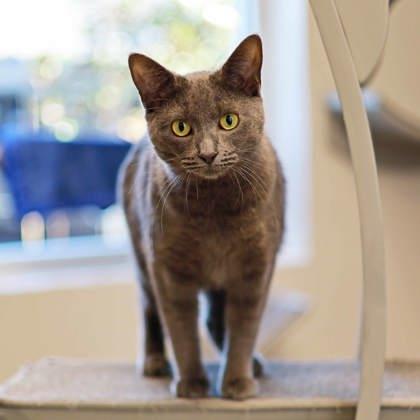 Enlarge Greta, a Adoptable mixed breed in Atlanta, GA image 3/3