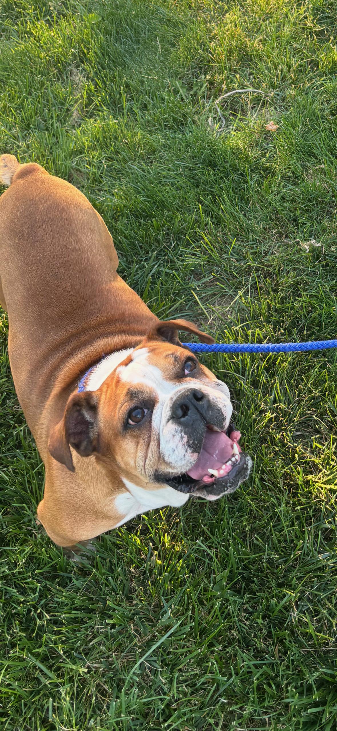 Ophelia, a Adoptable mixed breed in New Hope, PA image 1/3