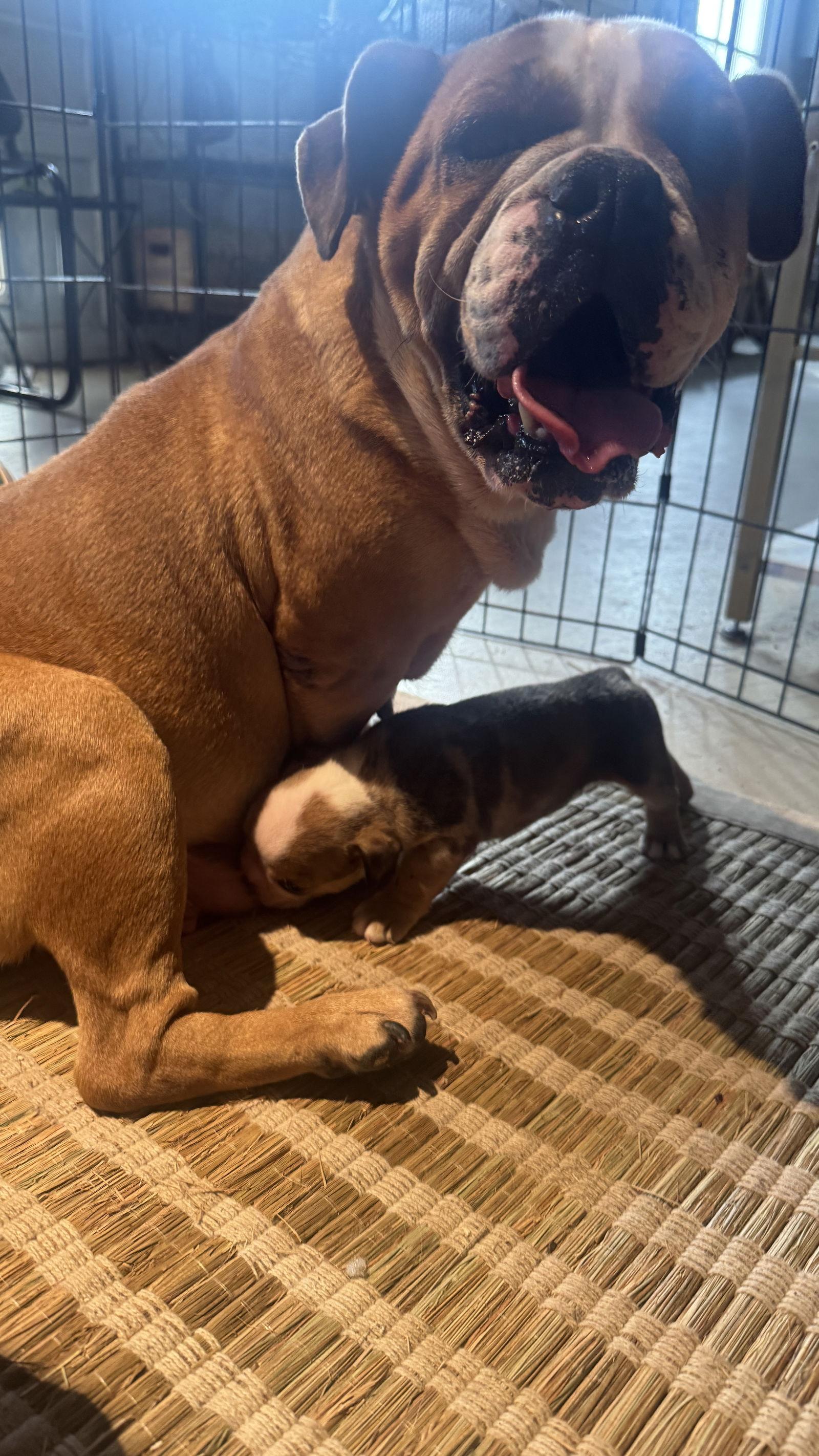 Ophelia, Adoptable, Young Female English Bulldog & Boxer.