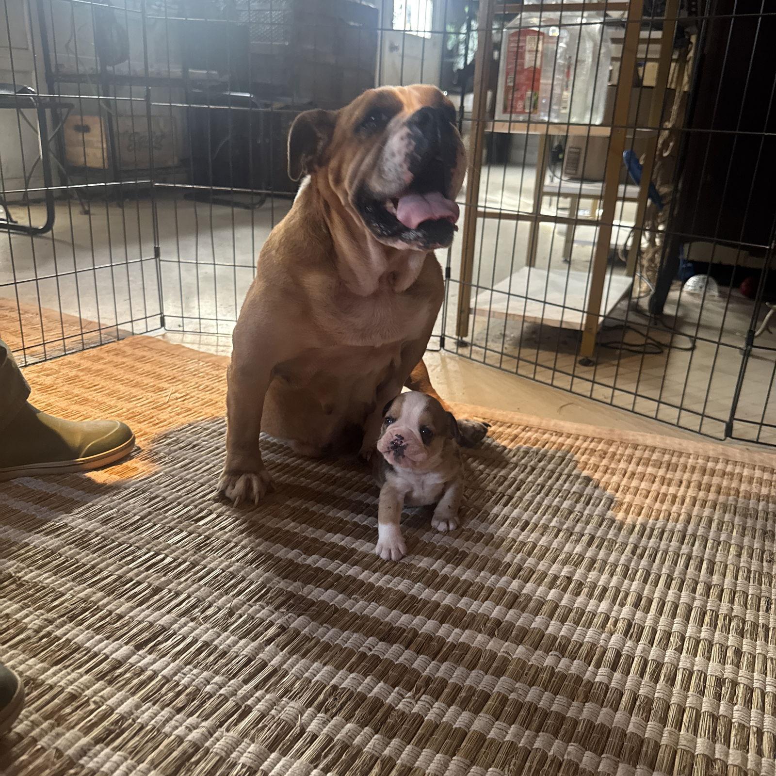 Ophelia, a Adoptable mixed breed in New Hope, PA image 2/2