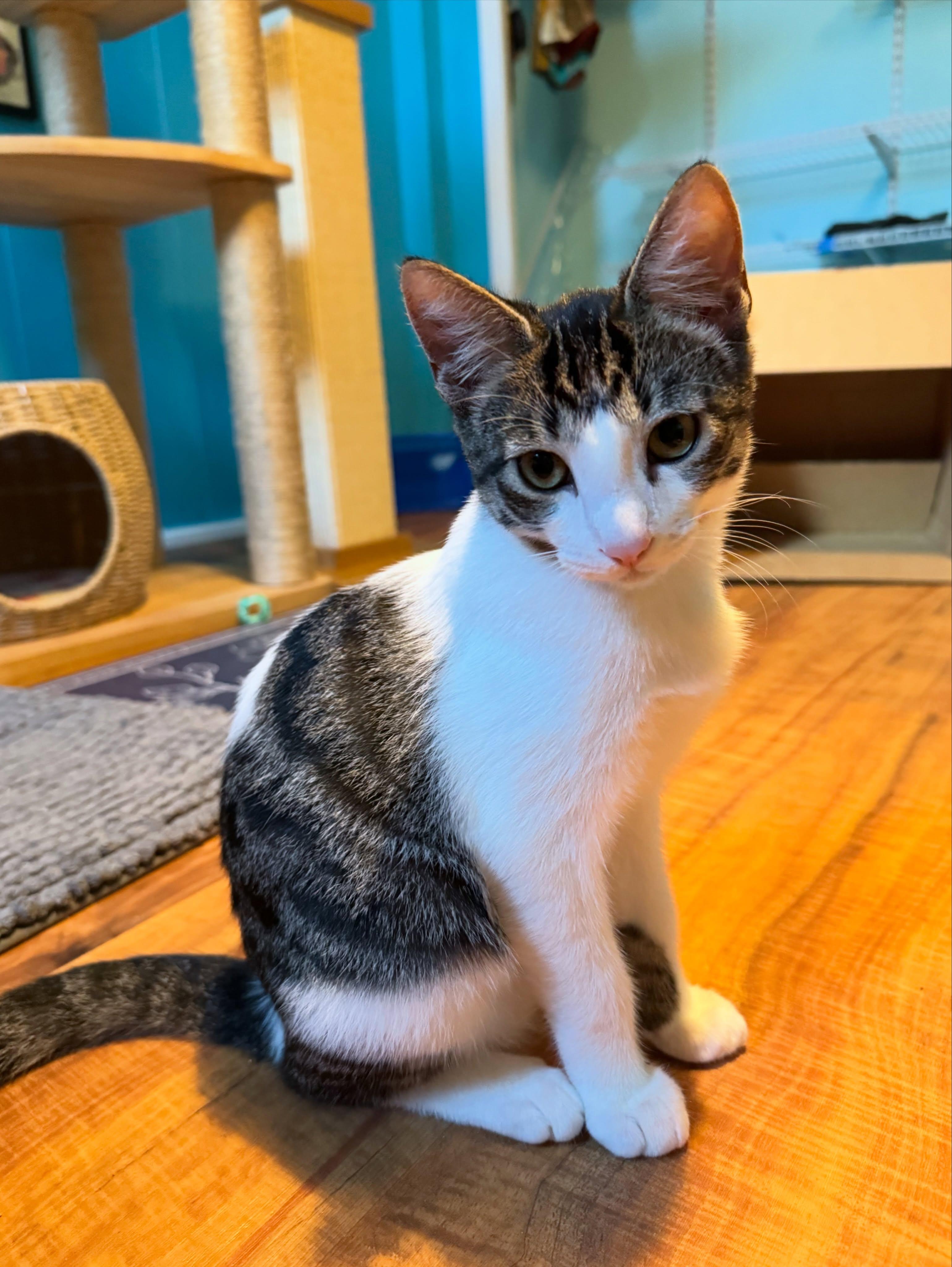 Vick, a ADOPTABLE Domestic Short Hair in Honolulu, HI image 2/4