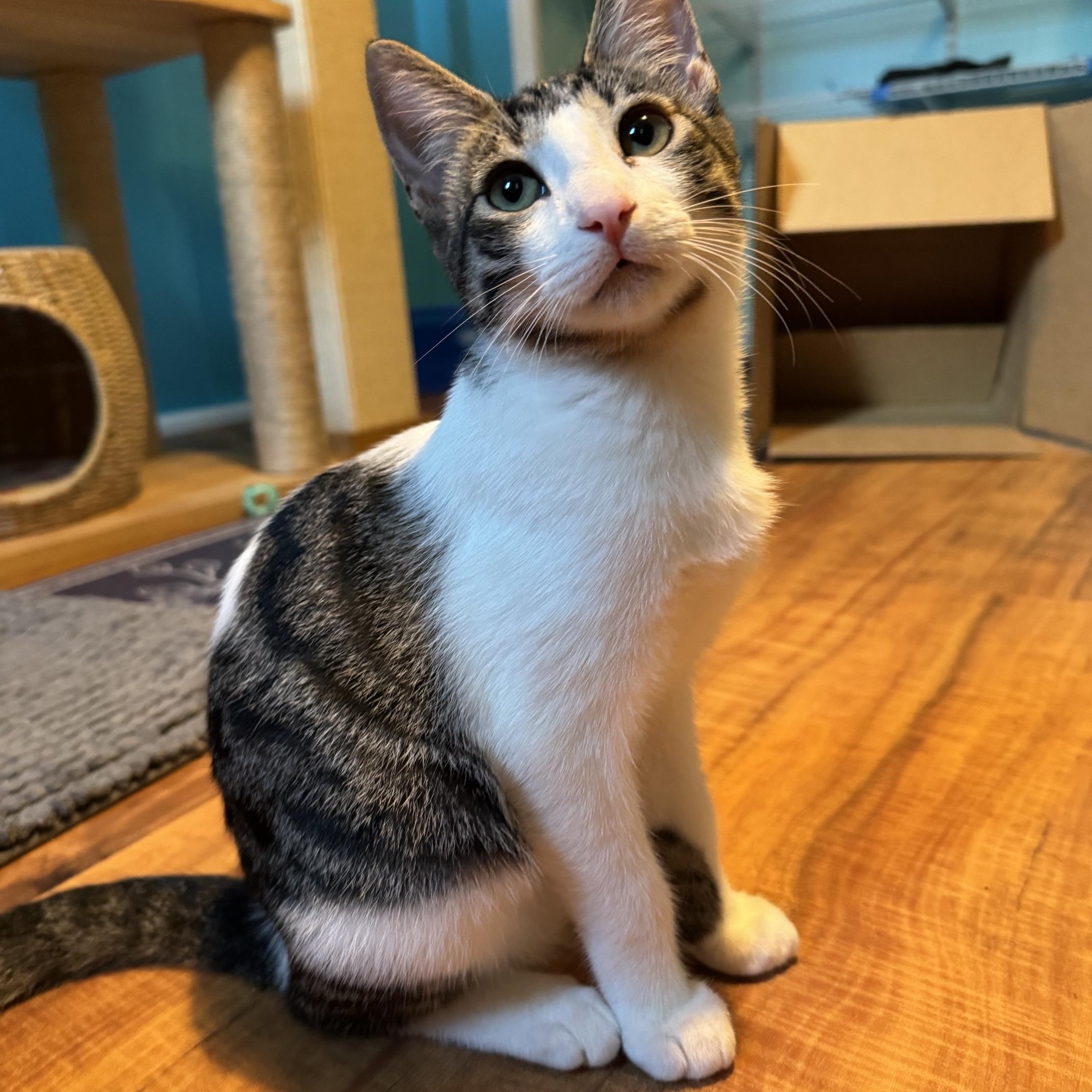 Vick, a ADOPTABLE Domestic Short Hair in Honolulu, HI image 1/4