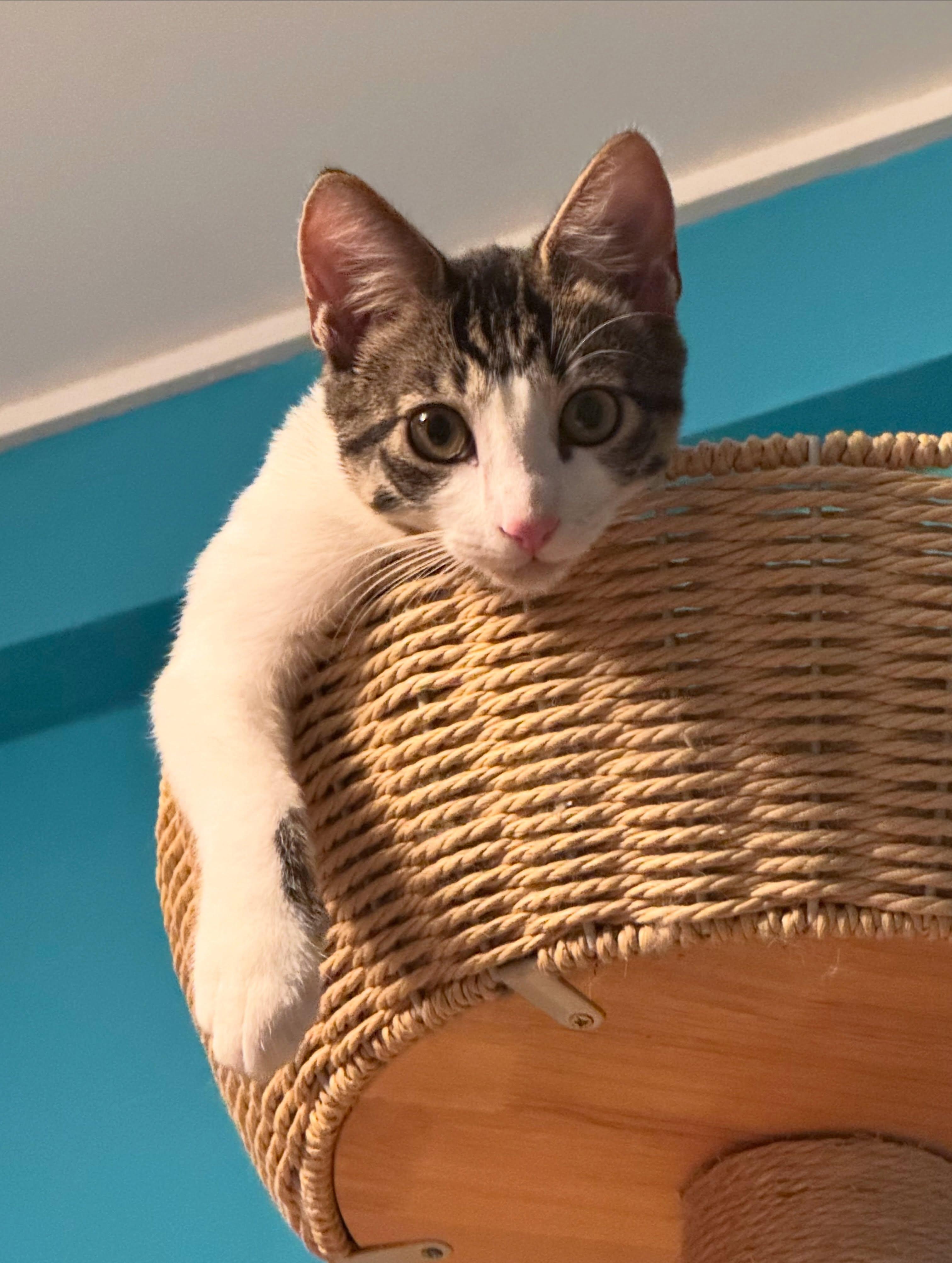 Vick, a ADOPTABLE Domestic Short Hair in Honolulu, HI image 3/4