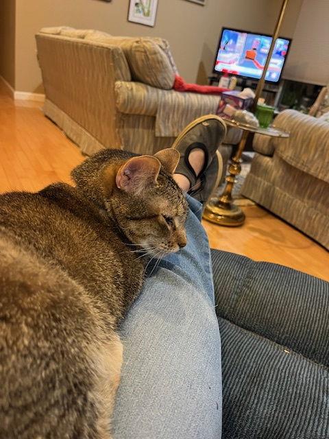 Tabitha, Adoptable, Adult Female Domestic Short Hair.