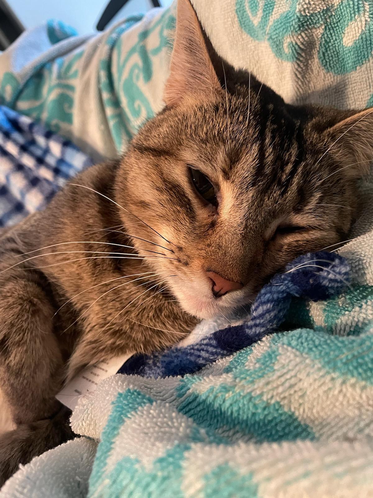 Enlarge Tabitha, a Adoptable Domestic Short Hair in Eureka, MO image 2/3