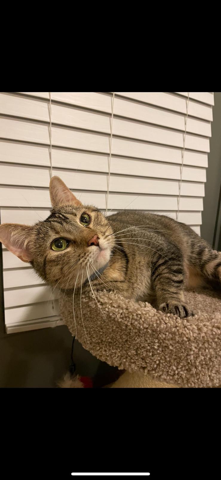 Enlarge Tabitha, a Adoptable Domestic Short Hair in Eureka, MO image 3/3