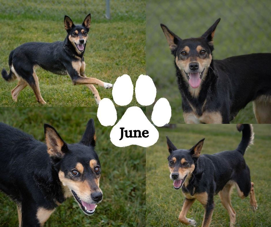 June, Adoptable, Adult Female Cattle Dog & Shepherd.