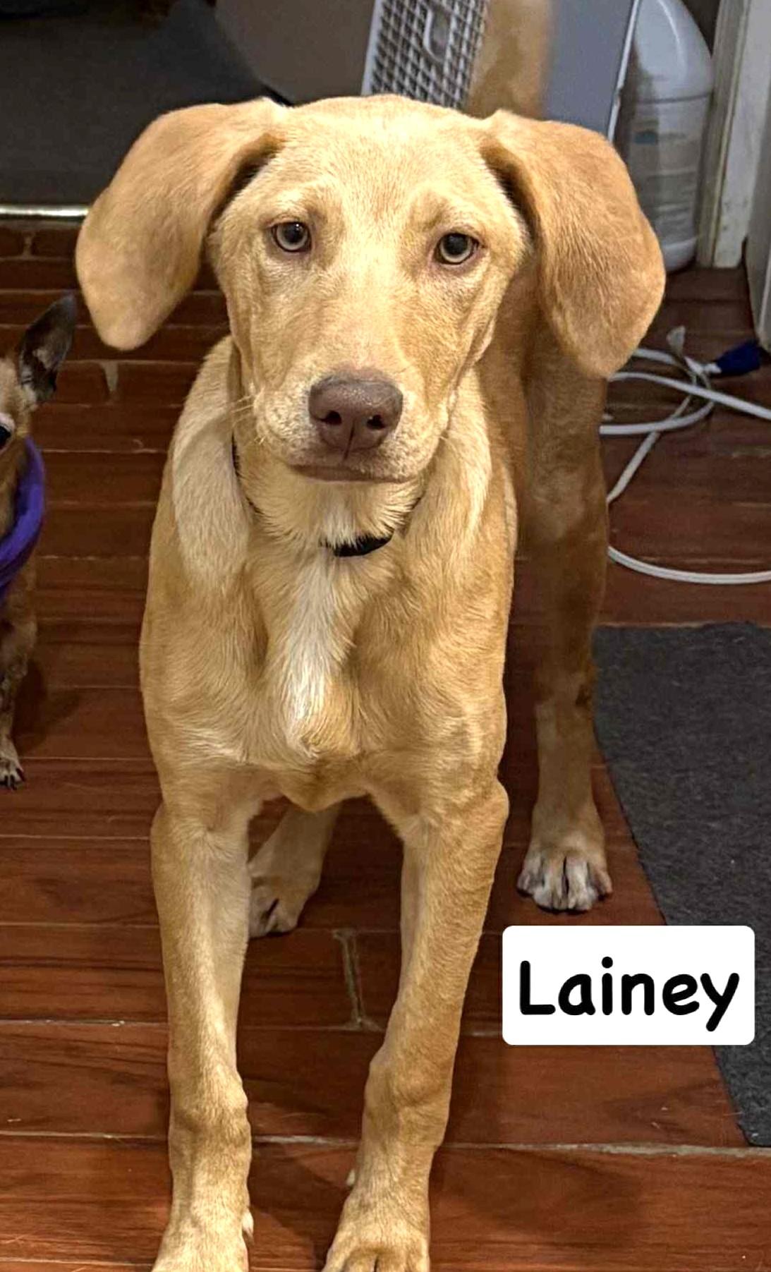 Lainey-Available @Petsmart 10/19! www.lhar.dog to apply!