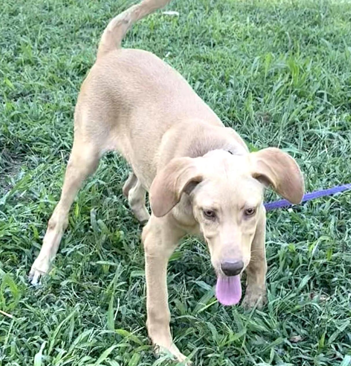 Lainey-Available @Petsmart 10/19! www.lhar.dog to apply!