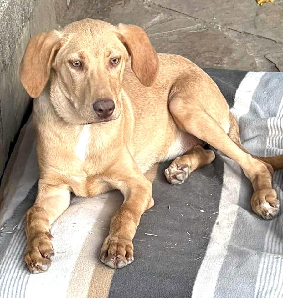 Lainey-Available @Petsmart 10/19! www.lhar.dog to apply!