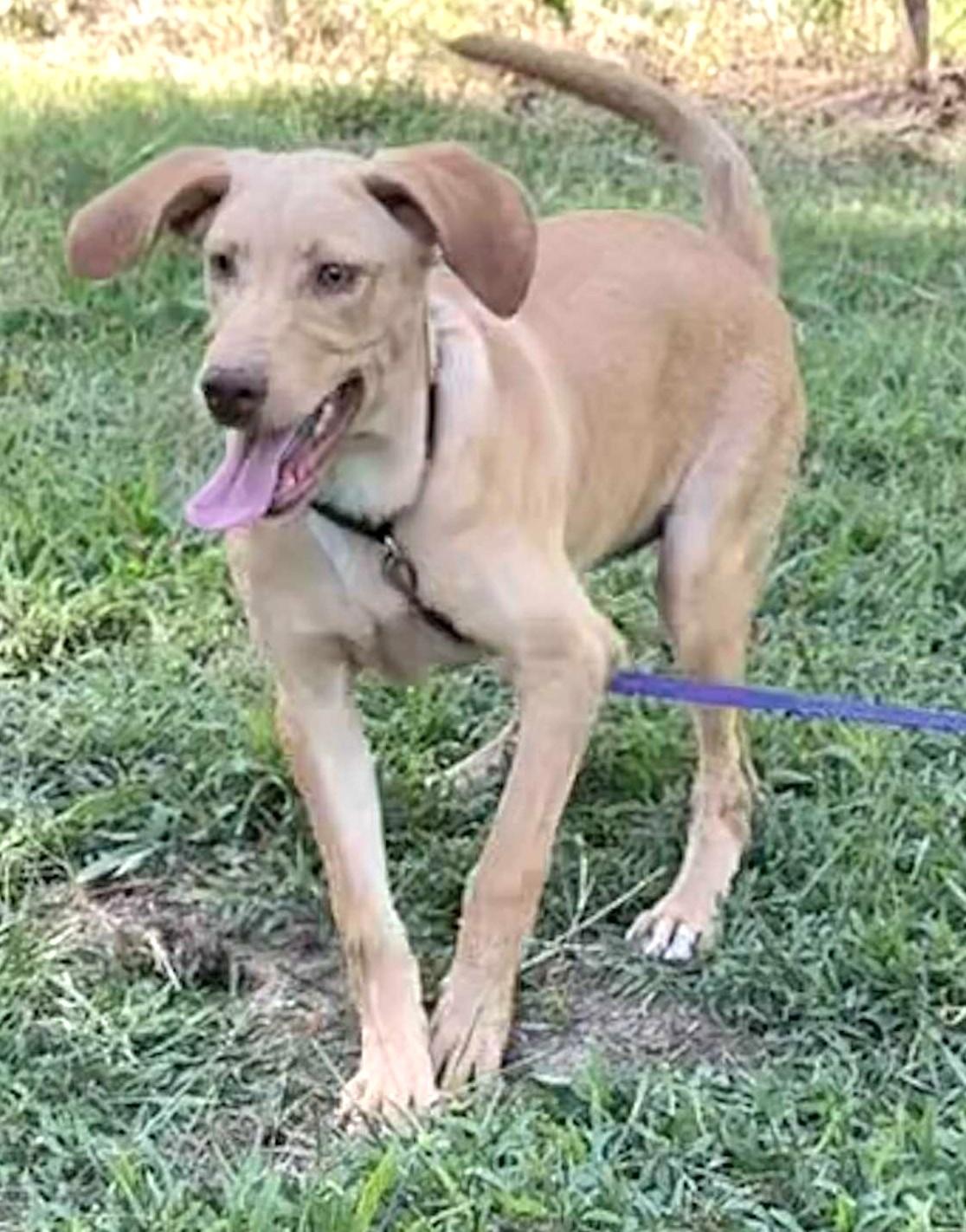 Lainey-Available @Petsmart 10/19! www.lhar.dog to apply!