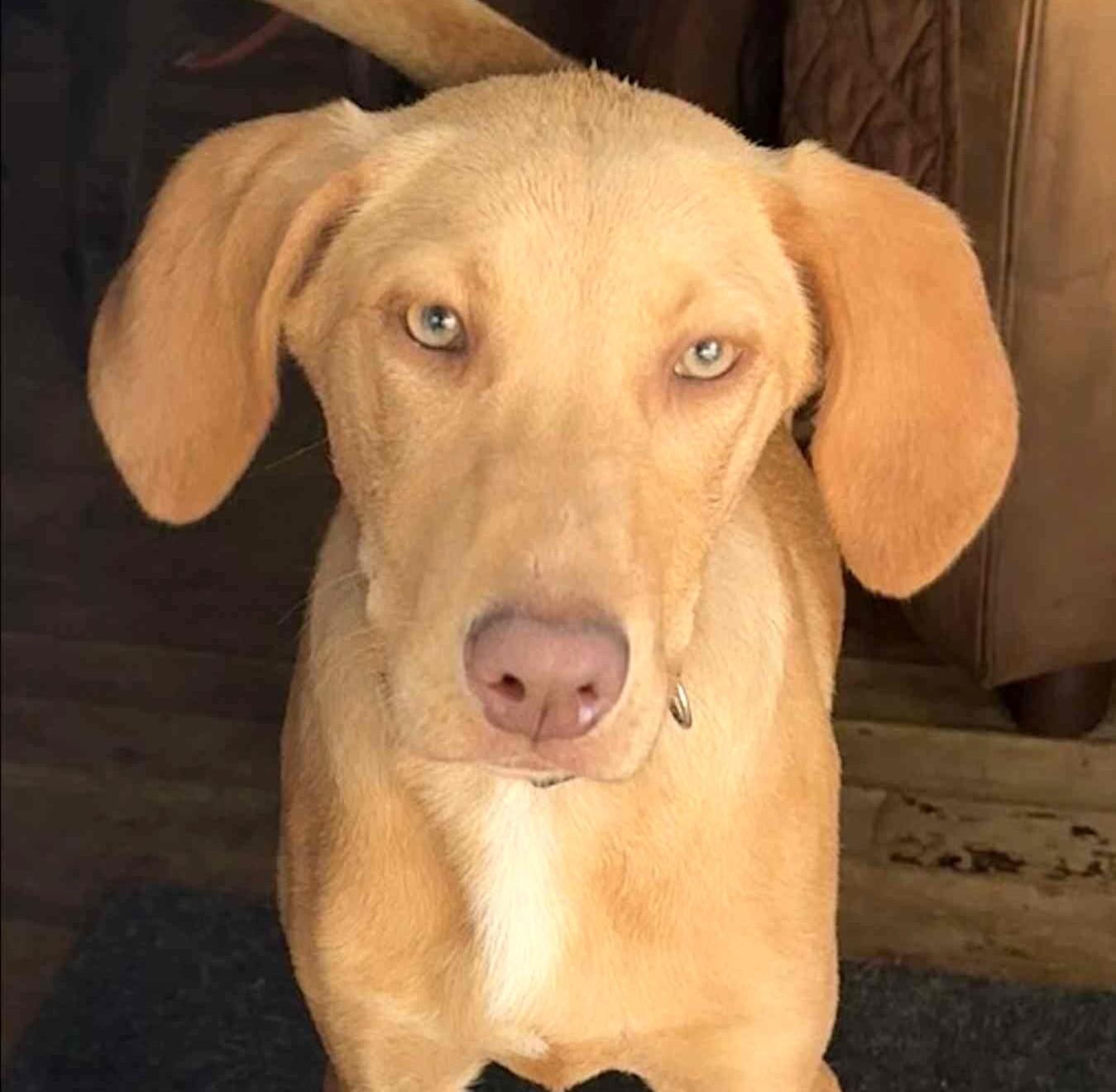 Lainey-Available @Petsmart 10/19! www.lhar.dog to apply!