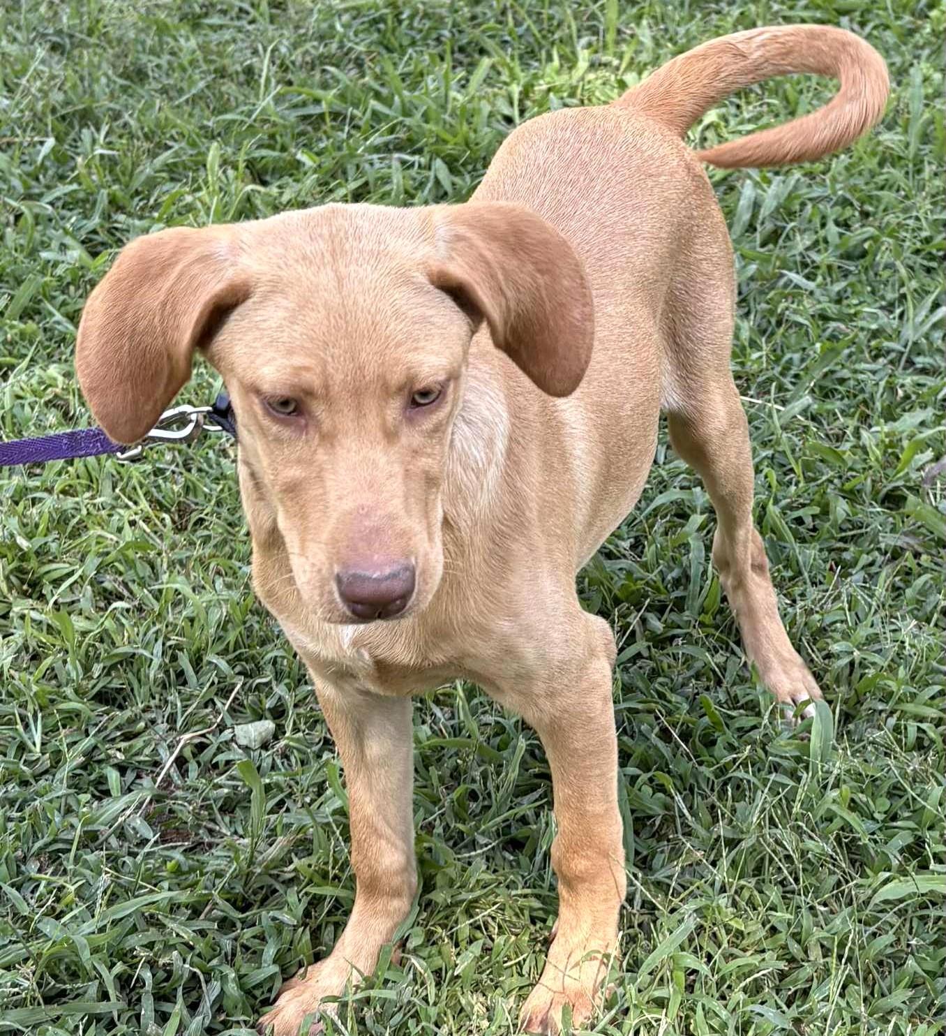 Lainey-Available @Petsmart 10/19! www.lhar.dog to apply!