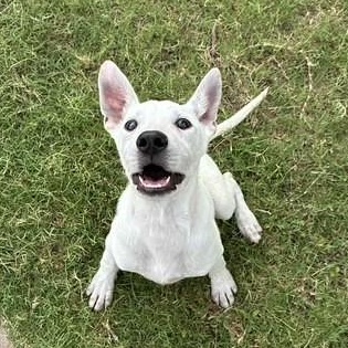 Jasper, an adoptable Labrador Retriever, Australian Cattle Dog / Blue Heeler in Clovis, NM, 88101 | Photo Image 1