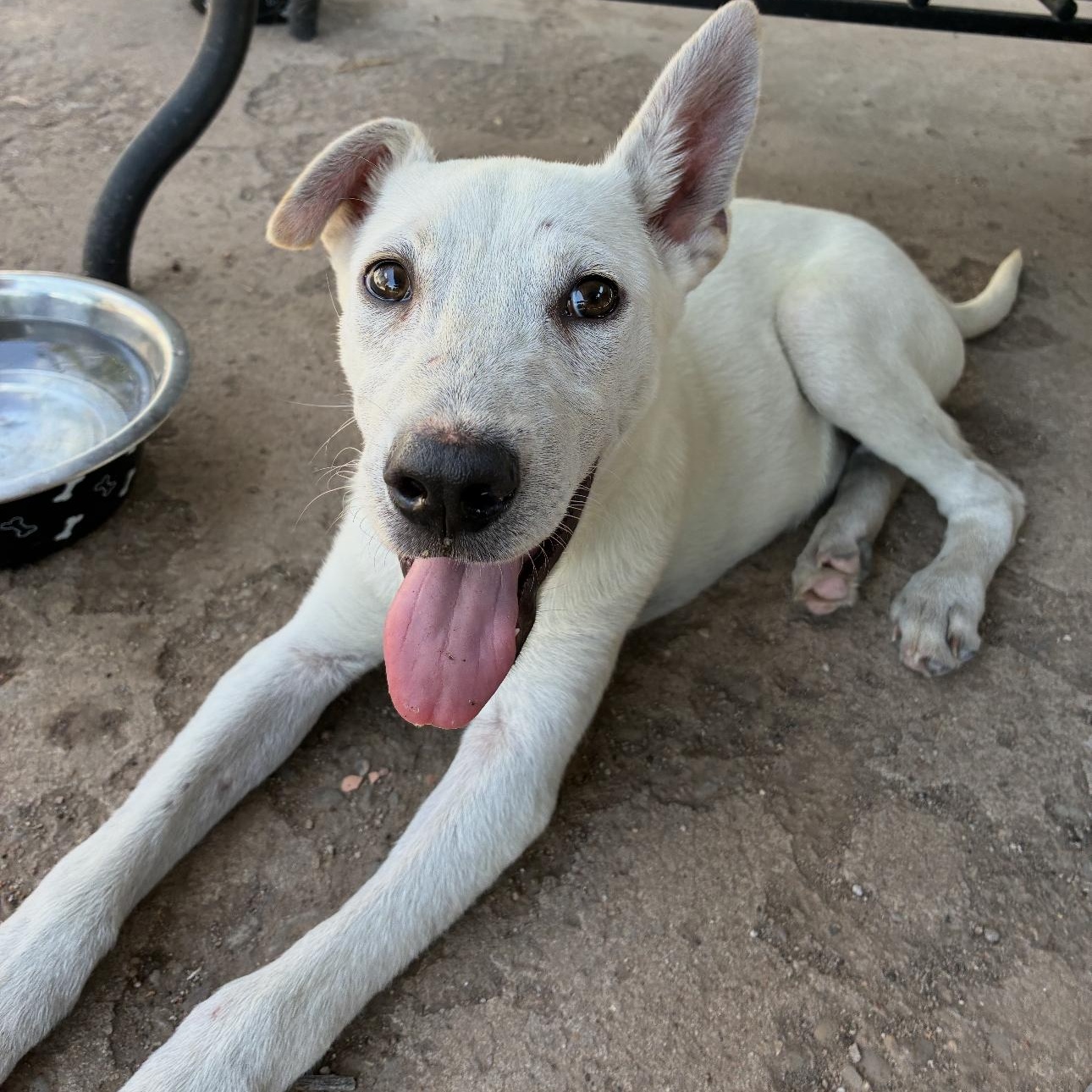 Jasper, an adoptable Labrador Retriever, Australian Cattle Dog / Blue Heeler in Clovis, NM, 88101 | Photo Image 6