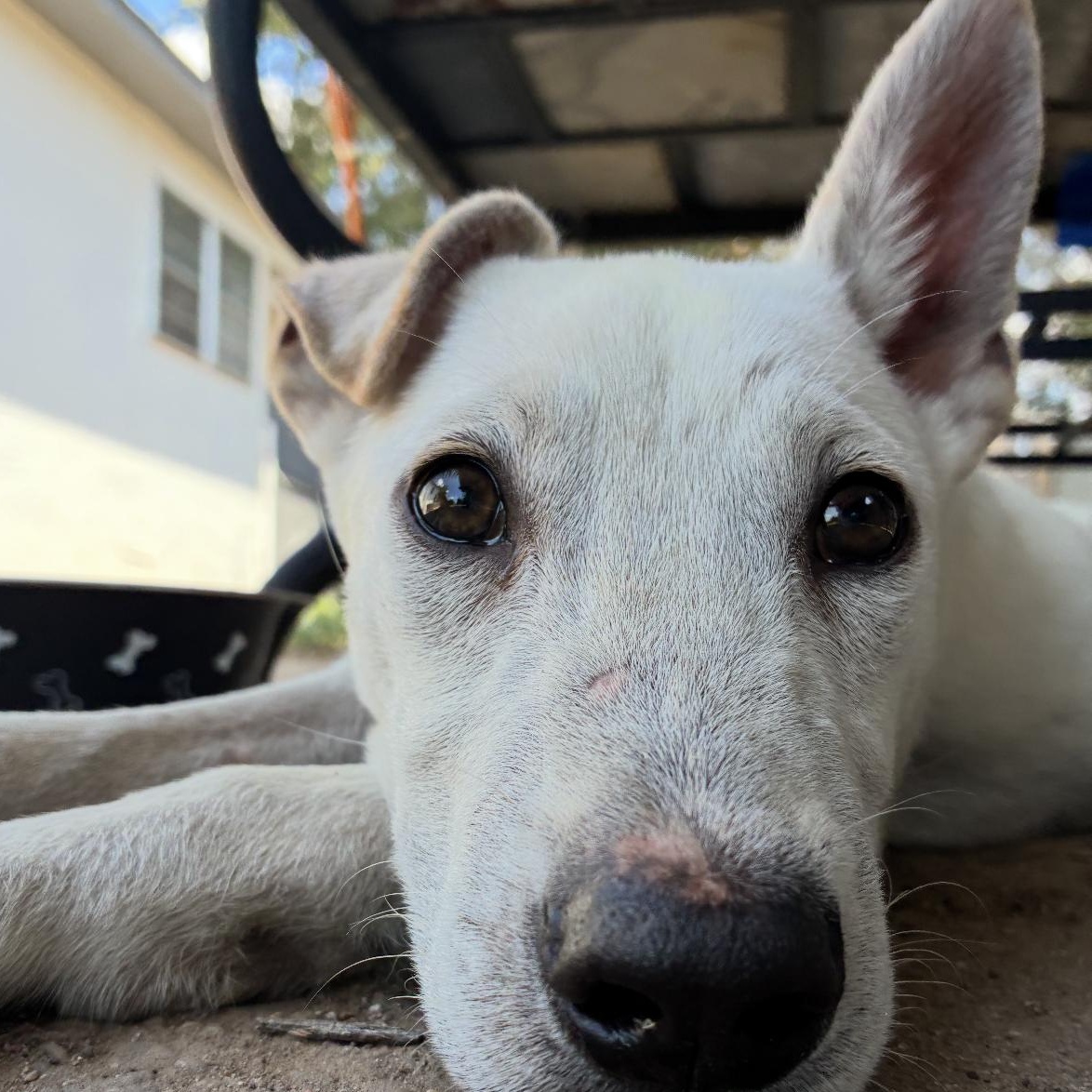 Jasper, an adoptable Labrador Retriever, Australian Cattle Dog / Blue Heeler in Clovis, NM, 88101 | Photo Image 2