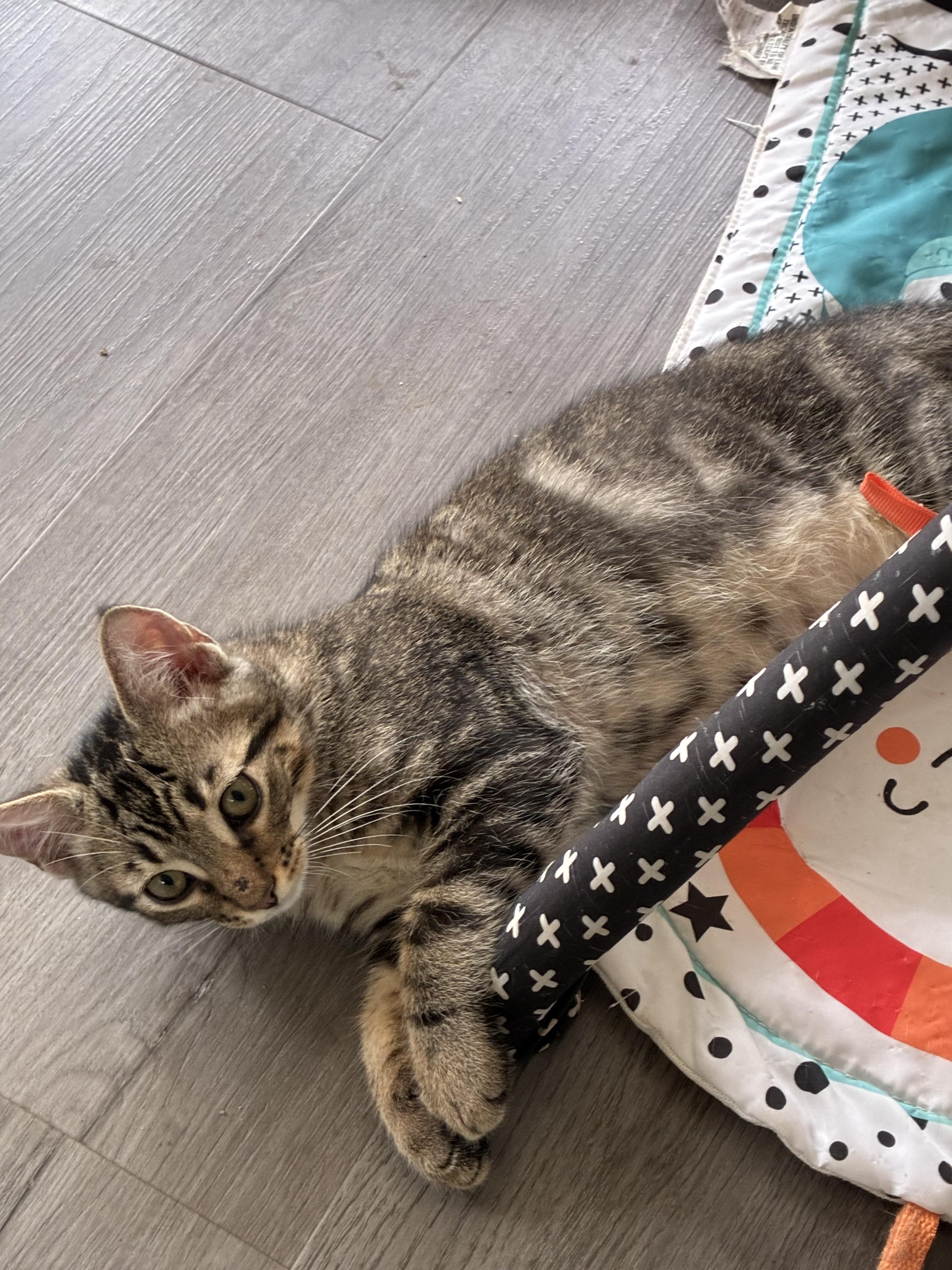 Oregano, an adoptable mixed breed in Vineyard Haven, MA image 5/6