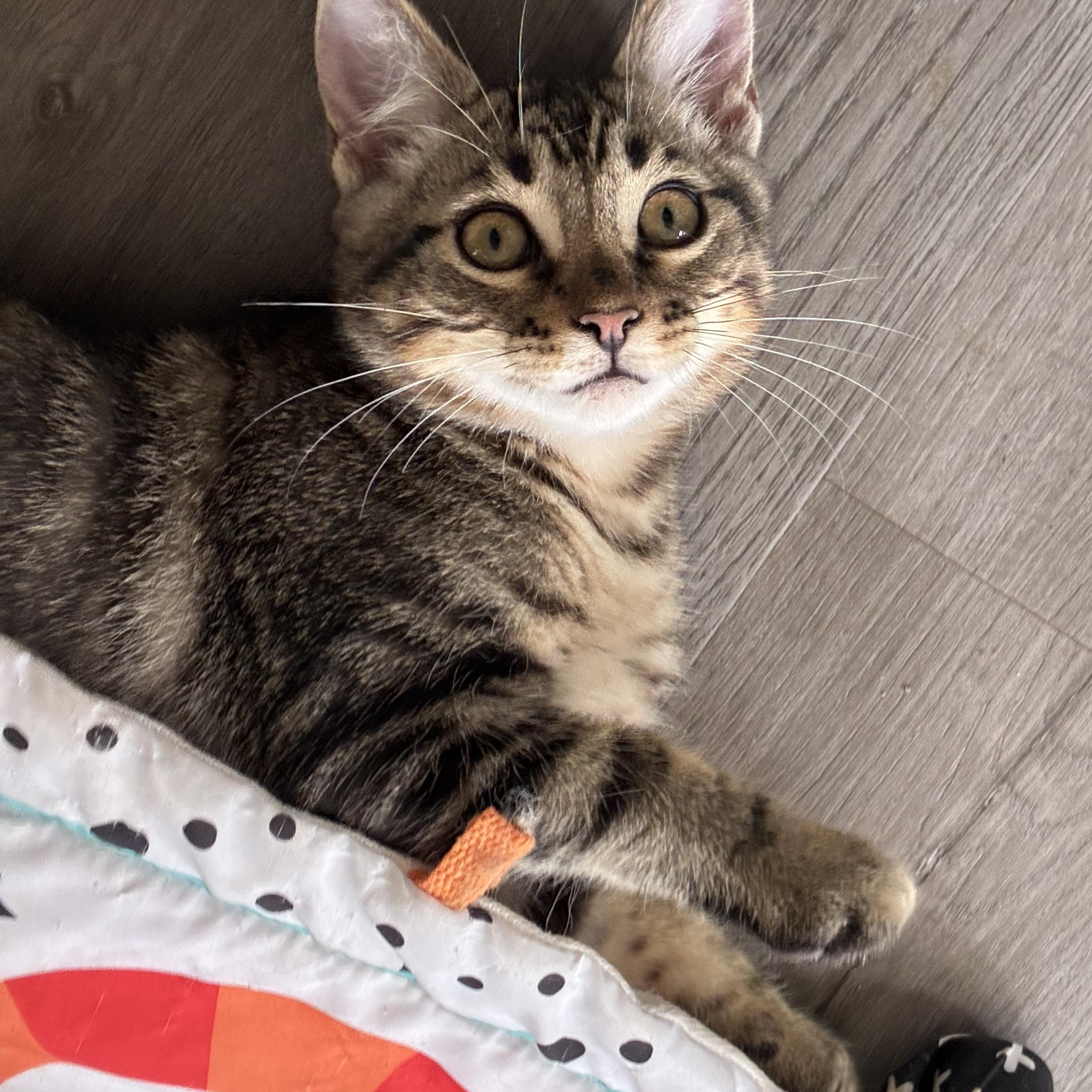 Oregano, an adoptable mixed breed in Vineyard Haven, MA image 3/6