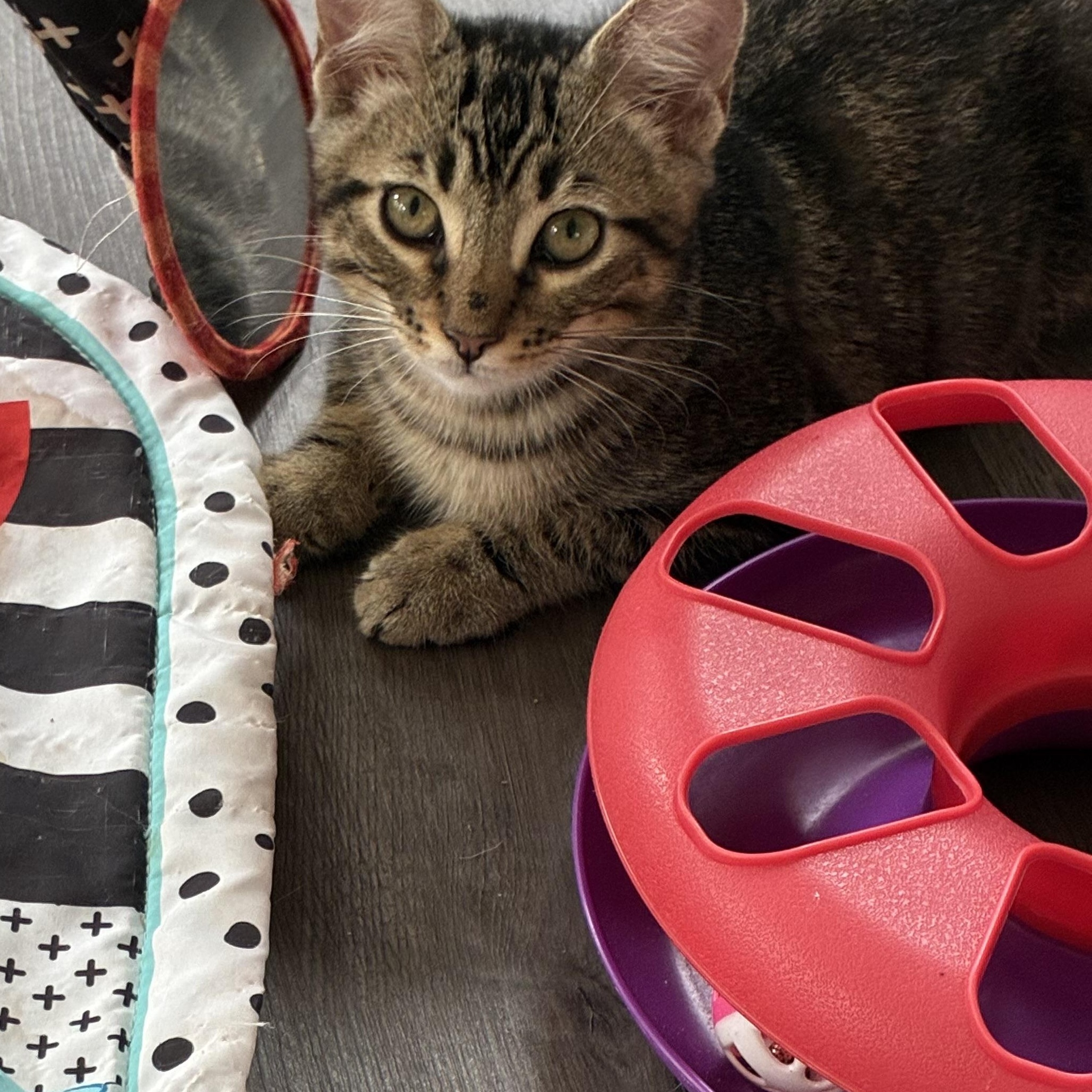 Oregano, an adoptable mixed breed in Vineyard Haven, MA image 4/6
