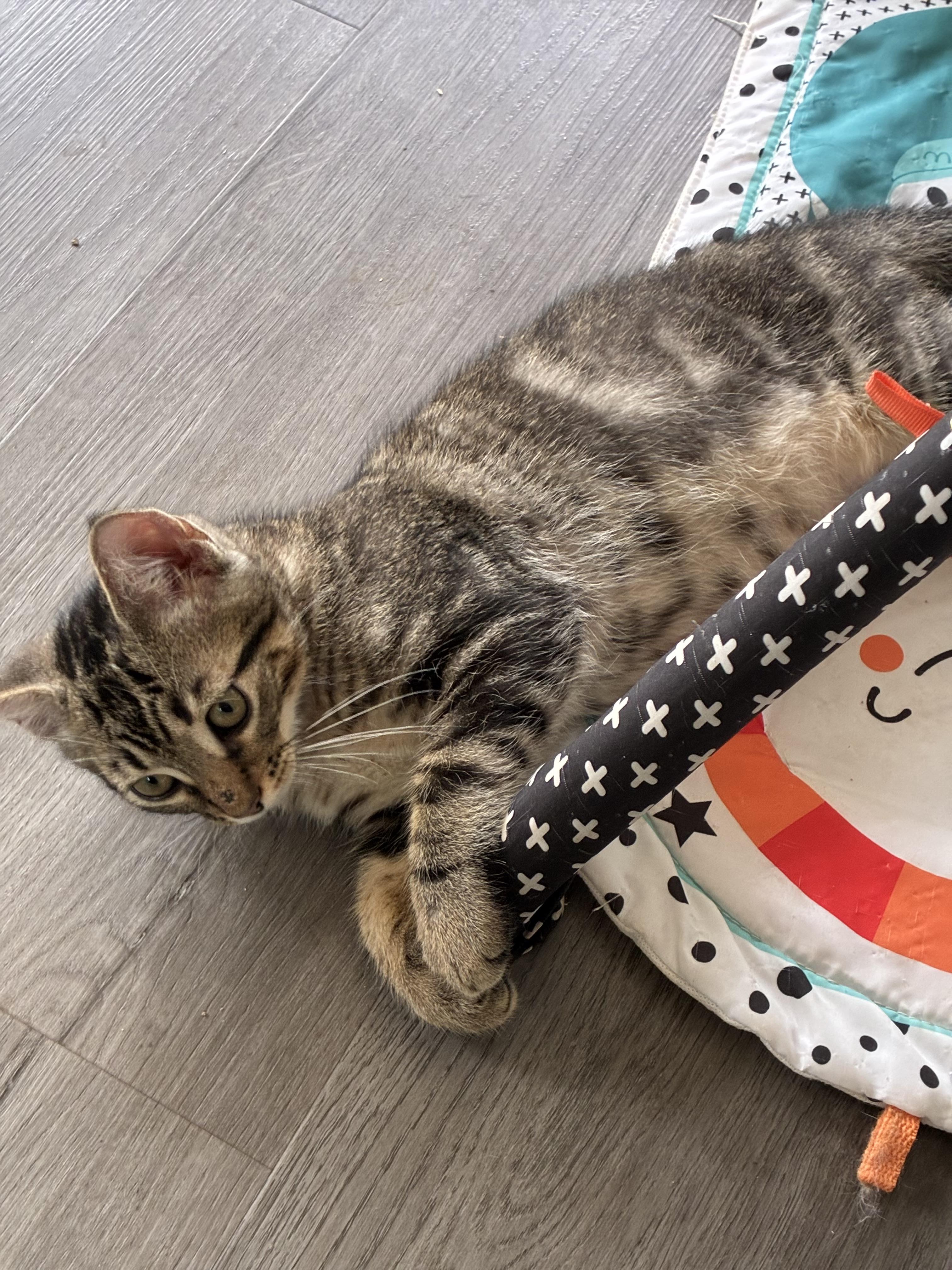 Oregano, an adoptable mixed breed in Vineyard Haven, MA image 2/6