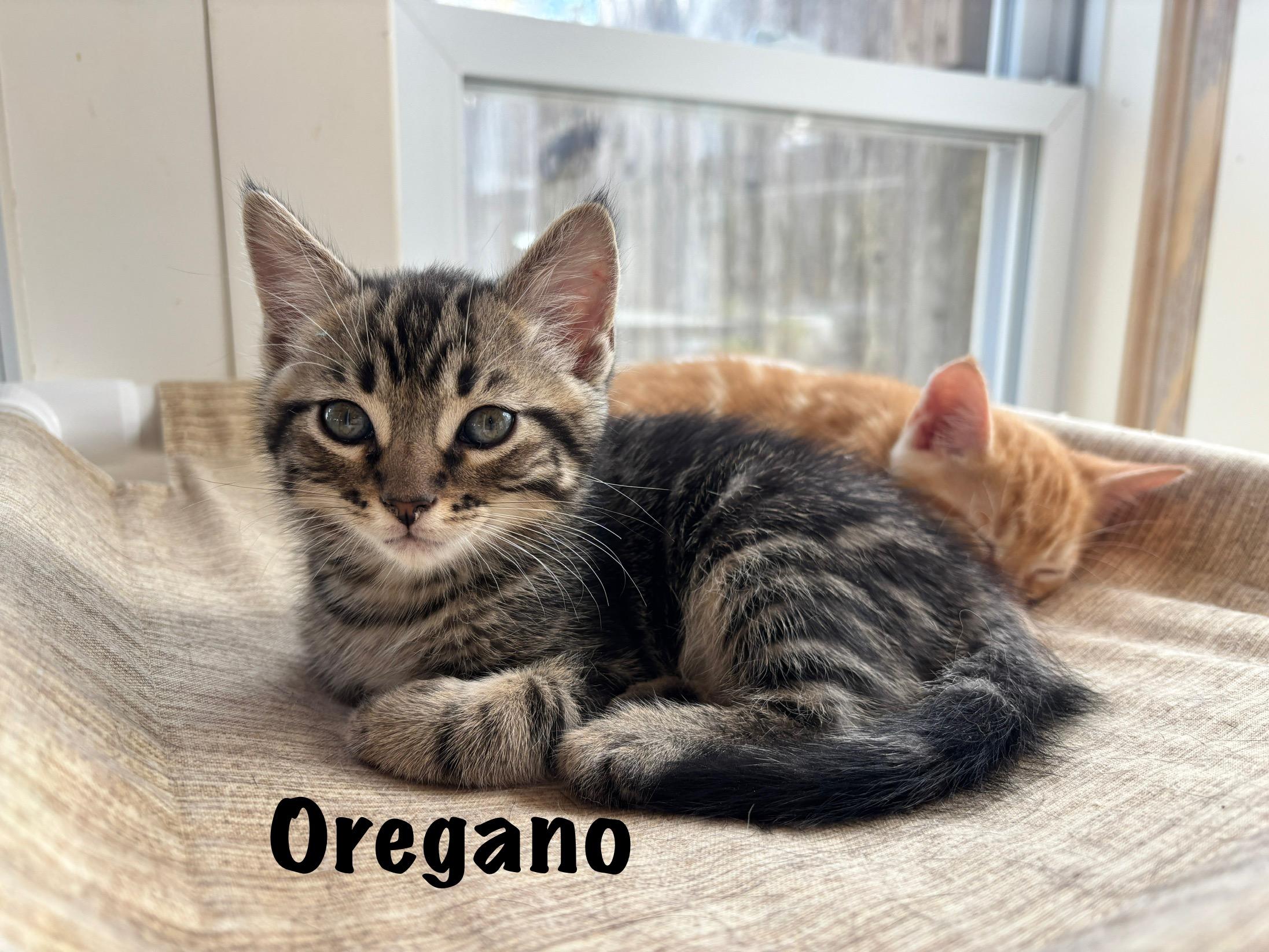 Oregano, an adoptable mixed breed in Vineyard Haven, MA image 1/6
