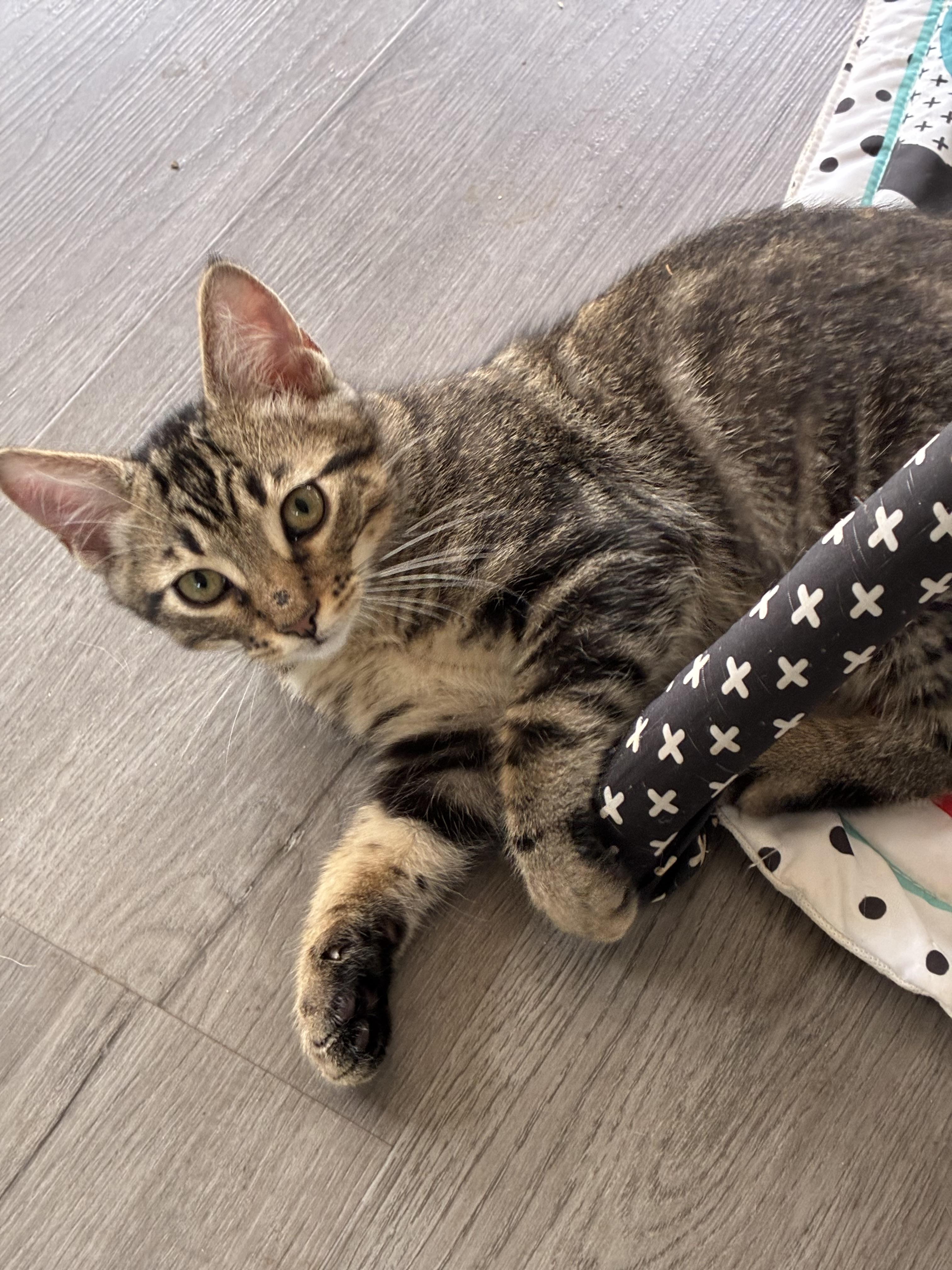 Oregano, an adoptable mixed breed in Vineyard Haven, MA image 6/6