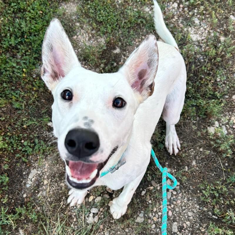 Americano, Adoptable, Adult Male Bull Terrier & Mixed Breed.