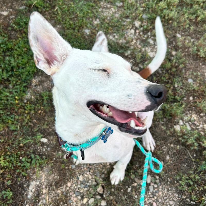 Enlarge Americano, a Adoptable mixed breed in Fort Collins, CO image 2/6