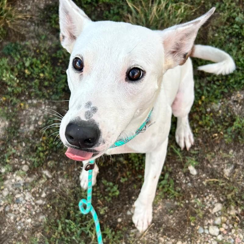 Enlarge Americano, a Adoptable mixed breed in Fort Collins, CO image 3/6