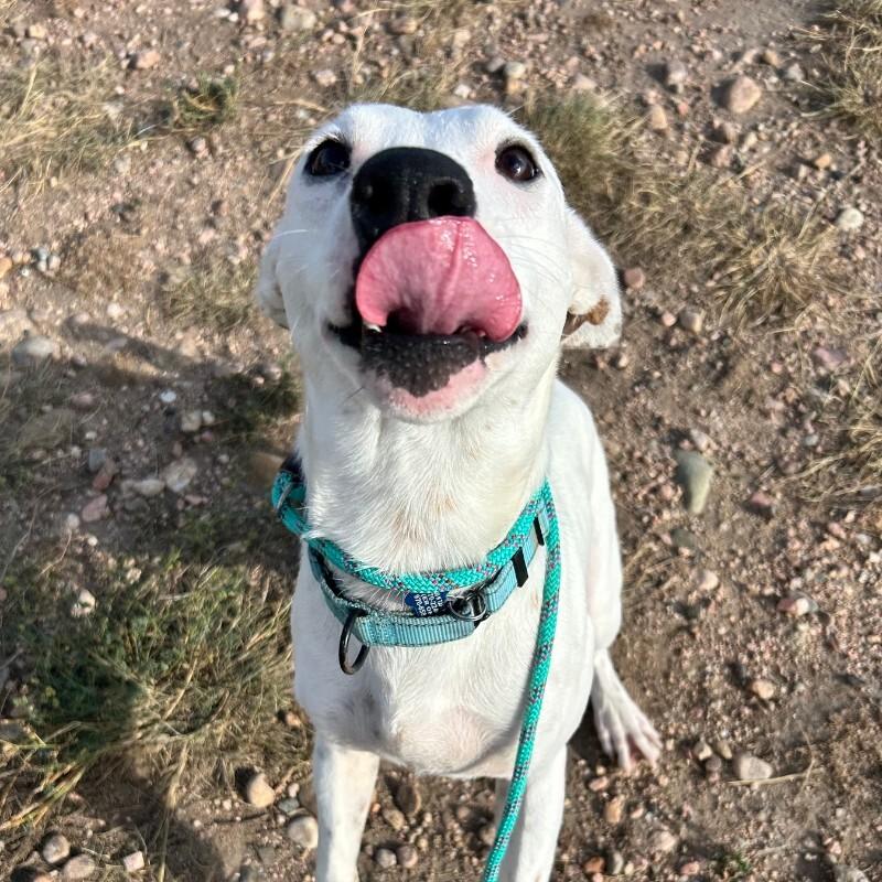 Enlarge Americano, a Adoptable mixed breed in Fort Collins, CO image 4/6