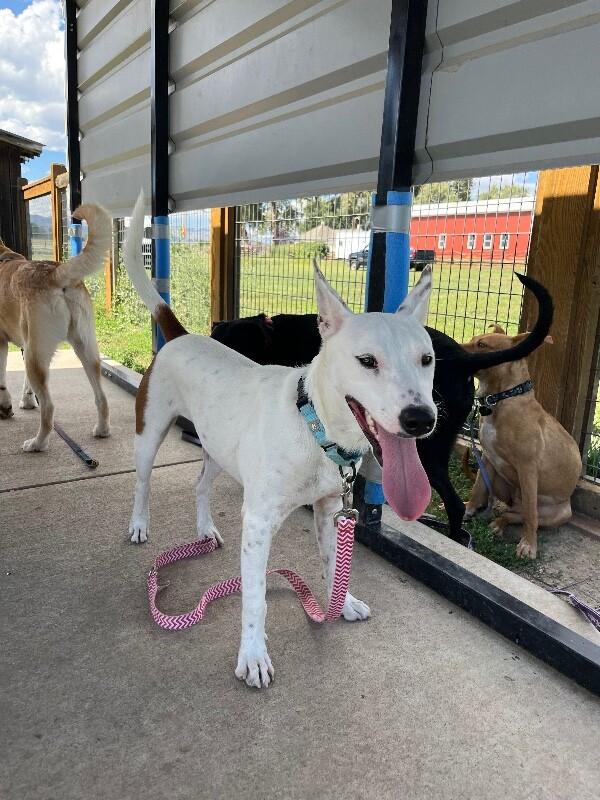 Enlarge Americano, a Adoptable mixed breed in Fort Collins, CO image 5/6